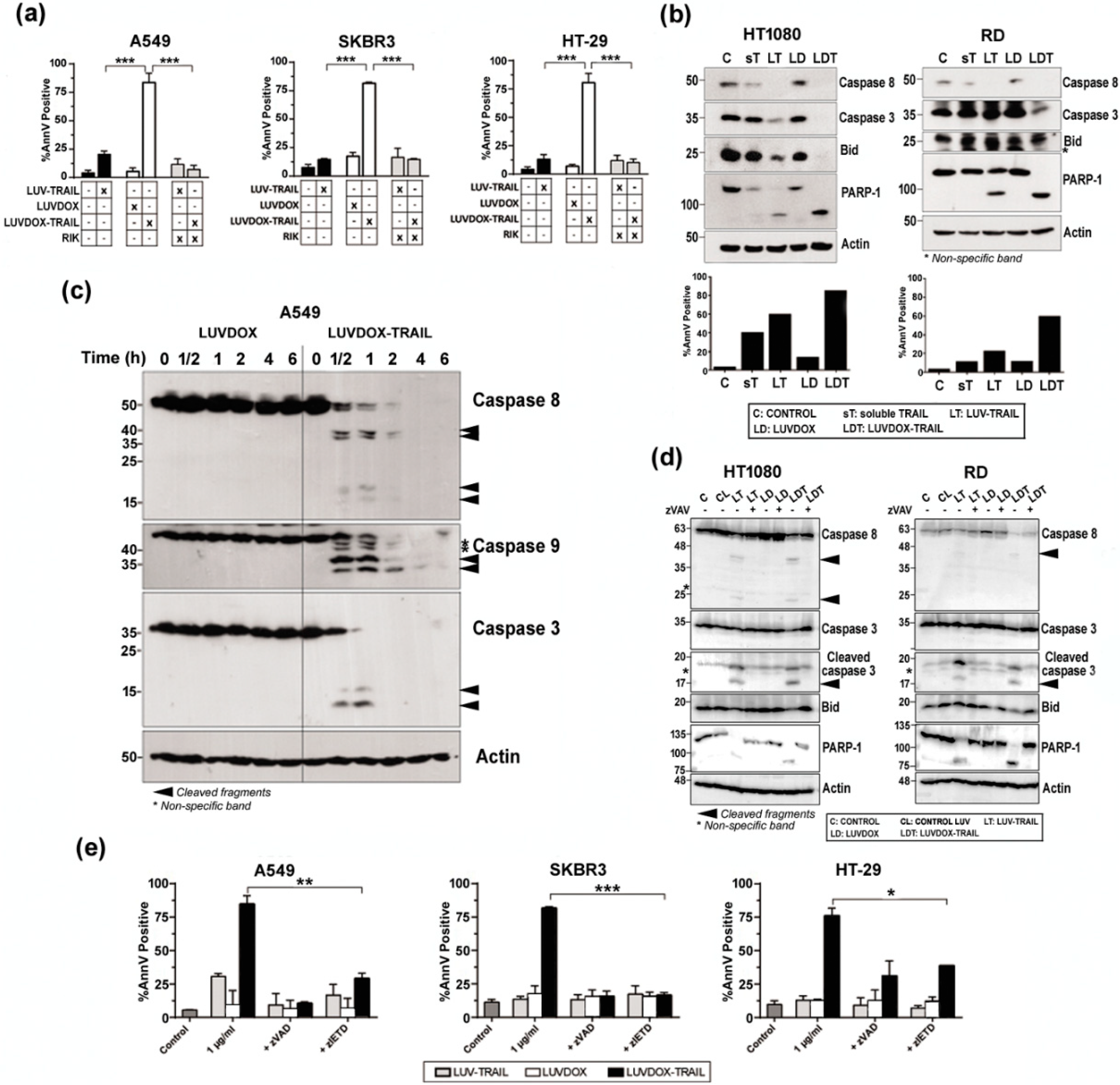 Cancers 11 01948 g003