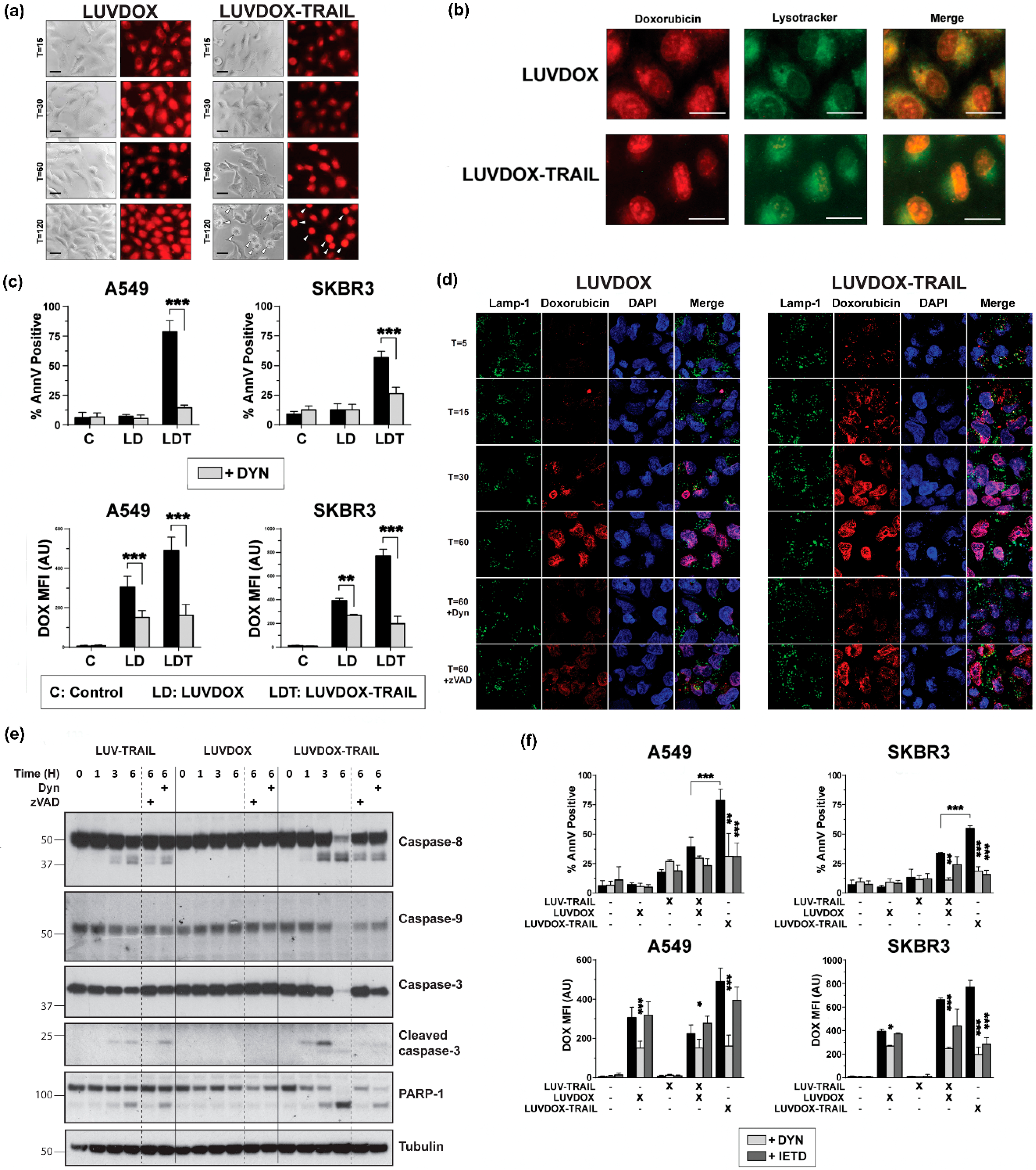 Cancers 11 01948 g004