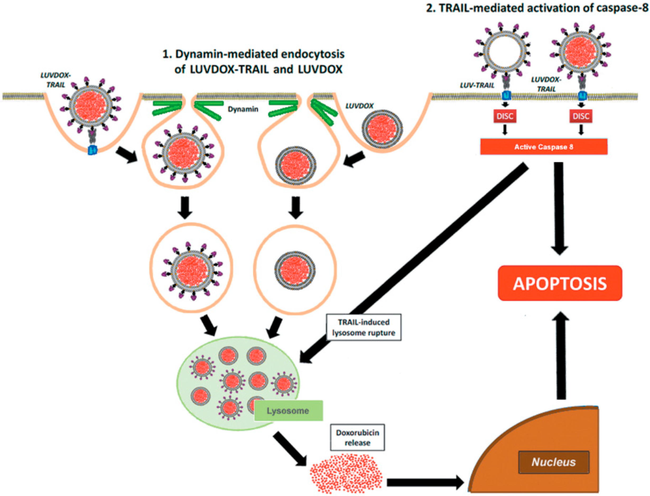 Cancers 11 01948 g007