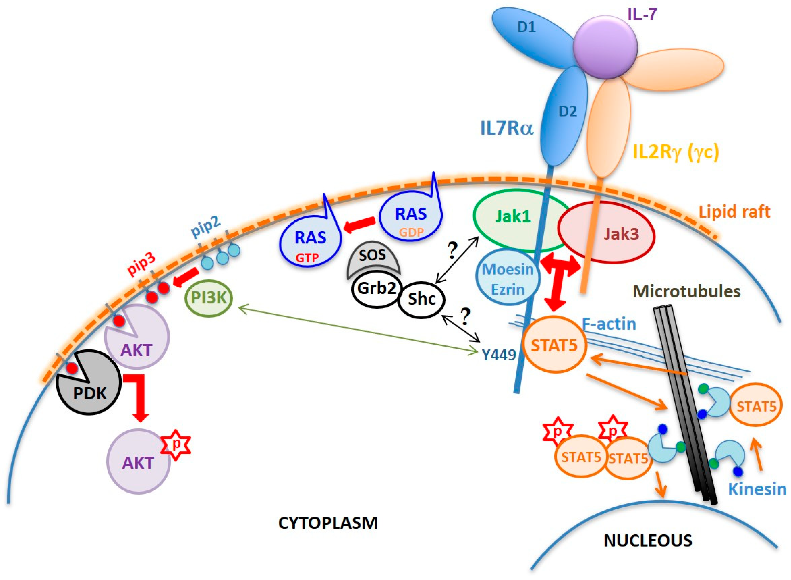 Cancers 11 01952 g002