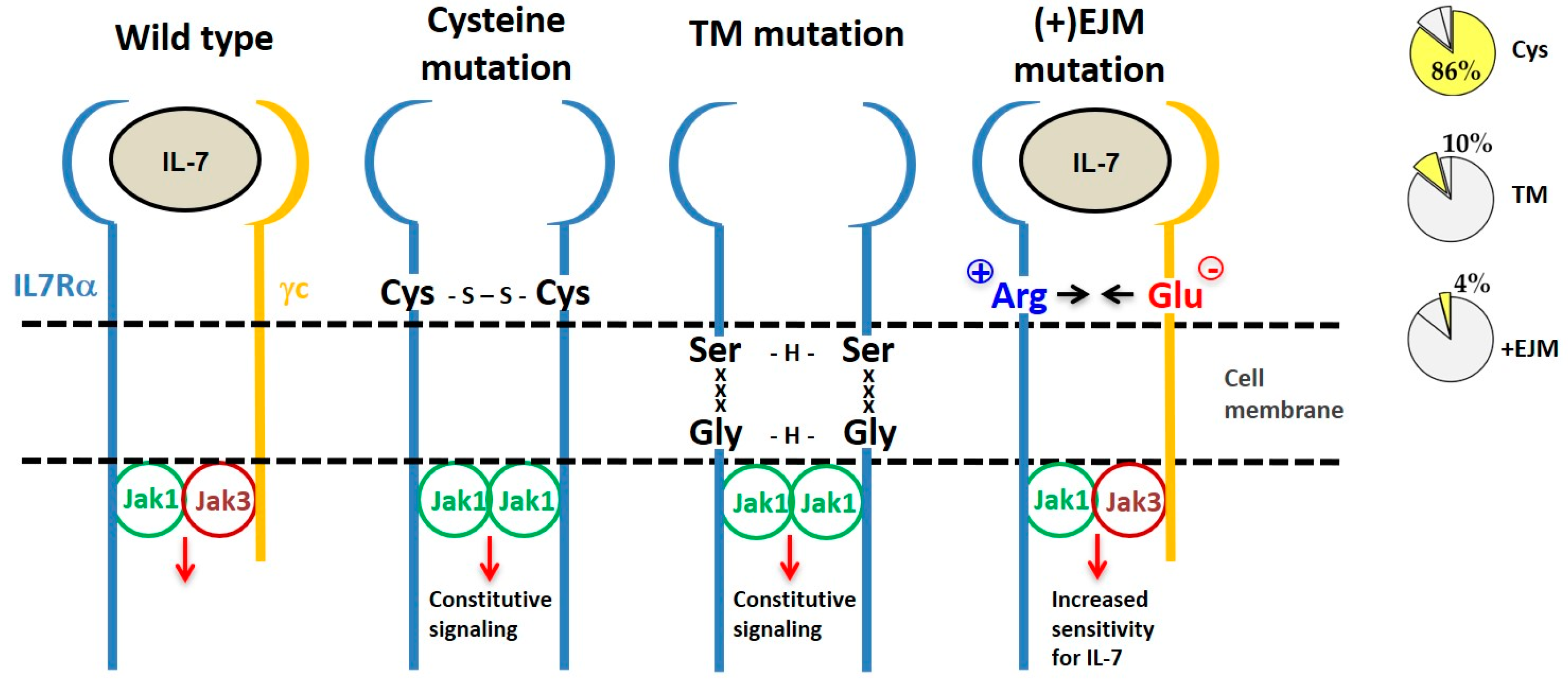Cancers 11 01952 g004