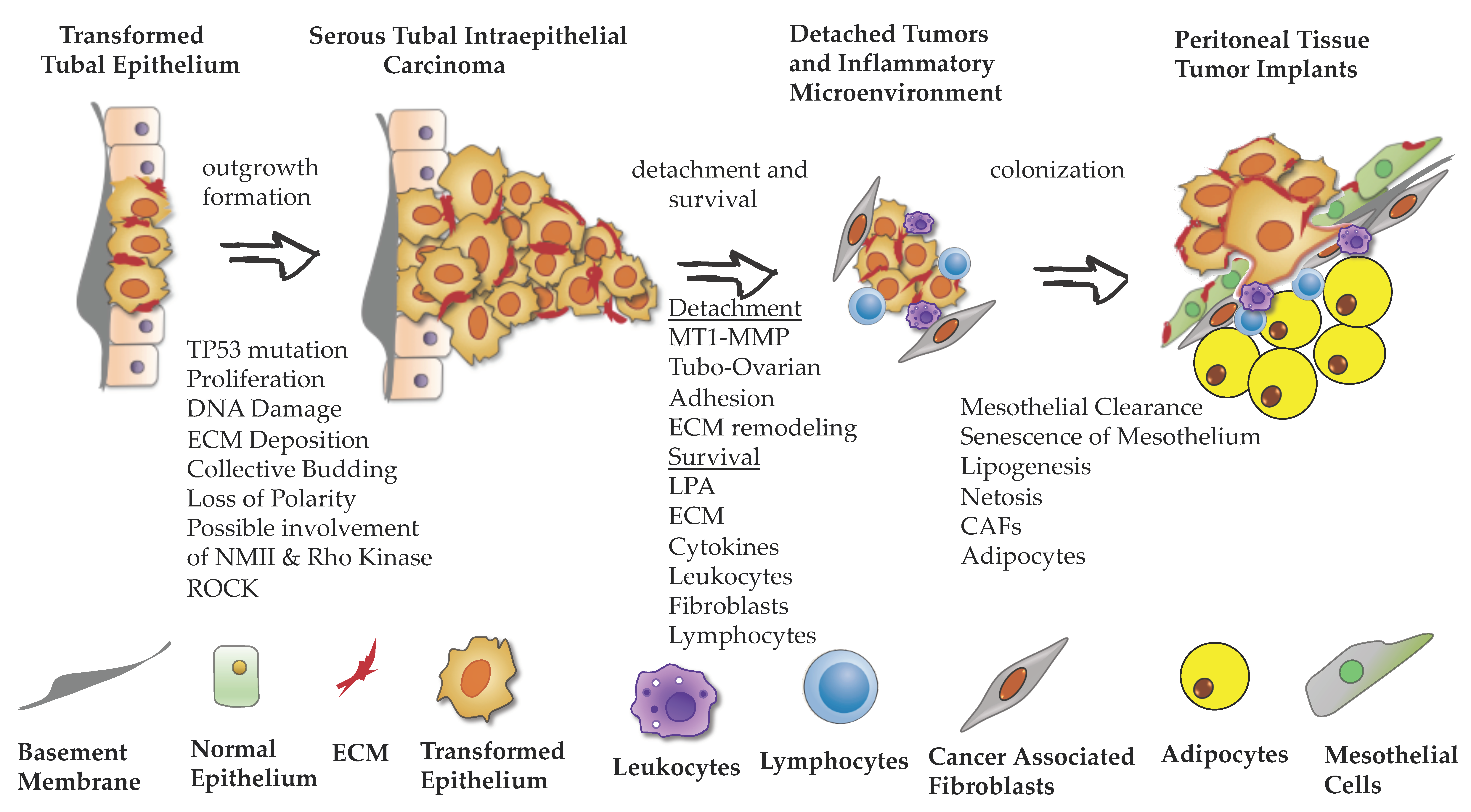 Cancers 11 01957 g002
