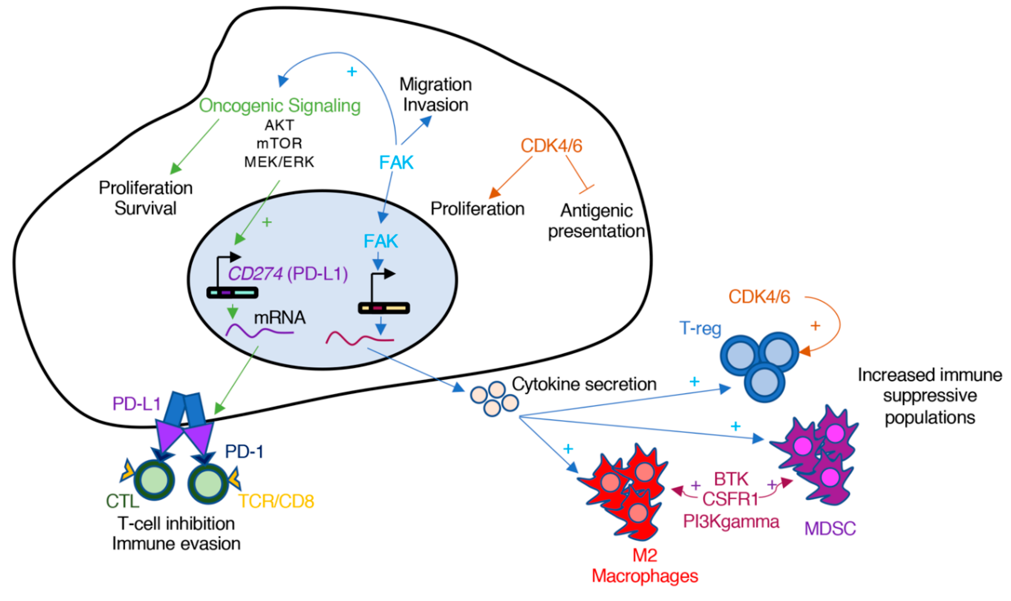 Cancers 11 01972 g003