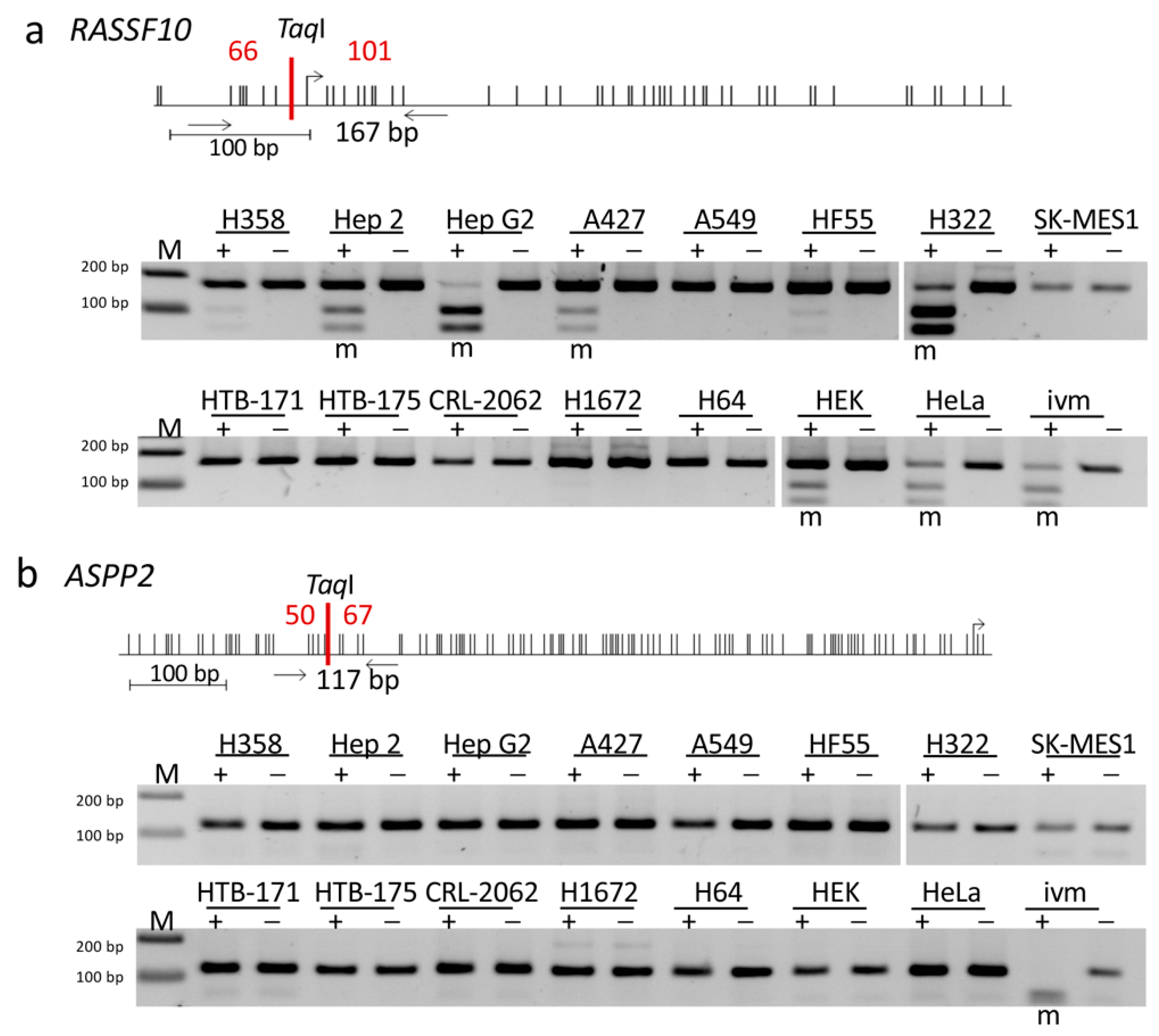 Cancers 11 01976 g006