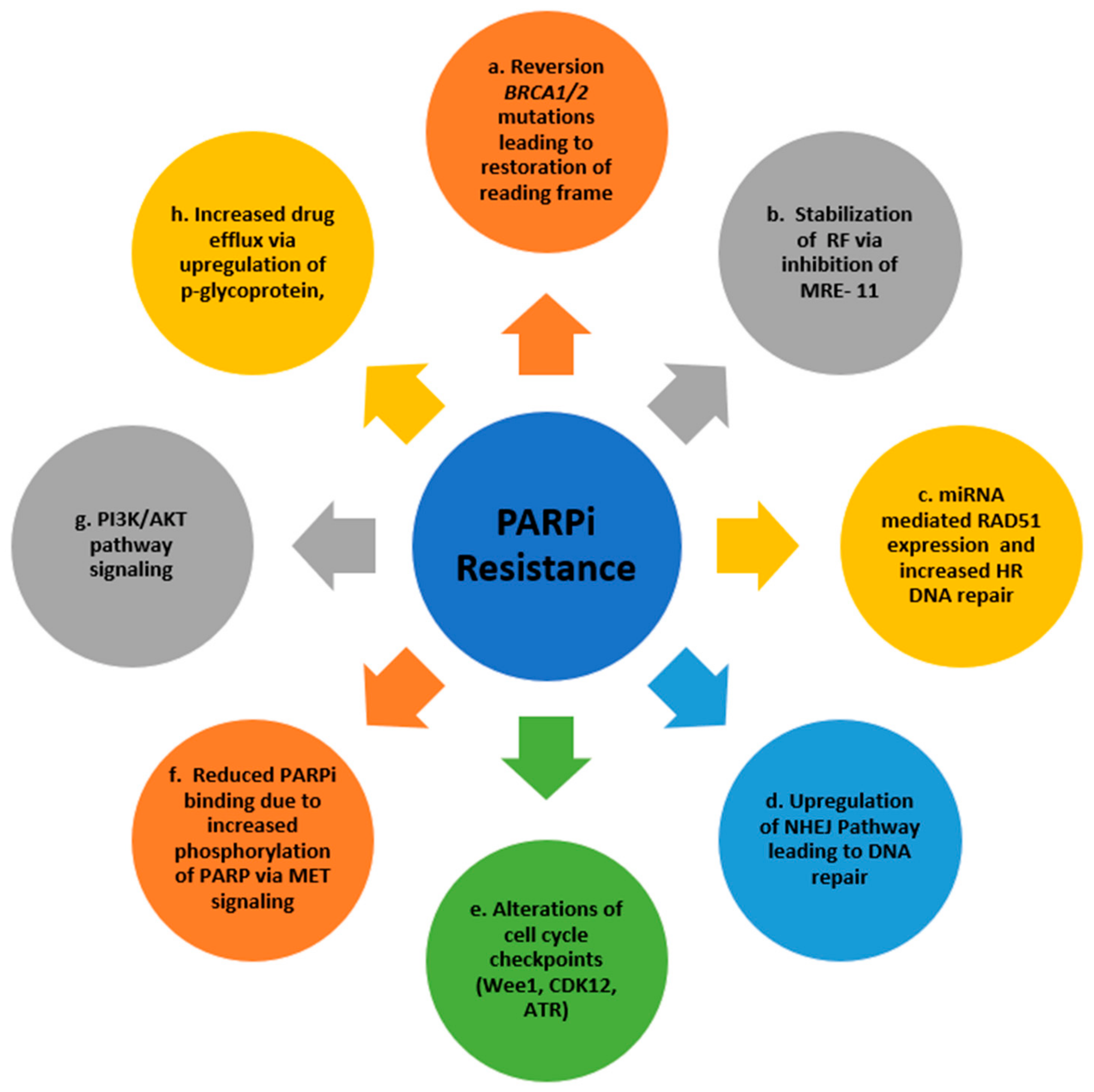 Cancers 11 01980 g003