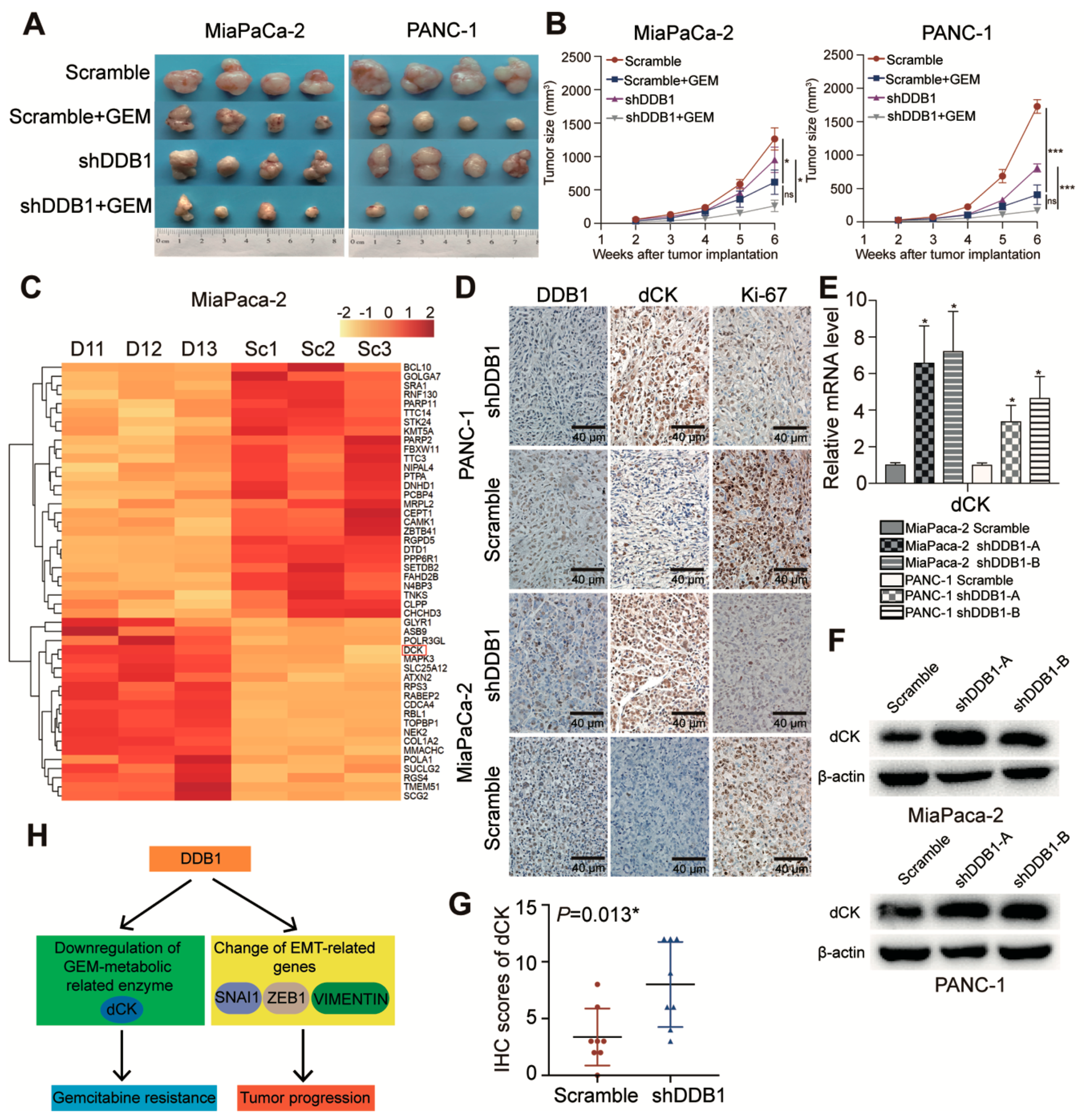 Cancers 11 01998 g004 Cancers 11 01998 g004