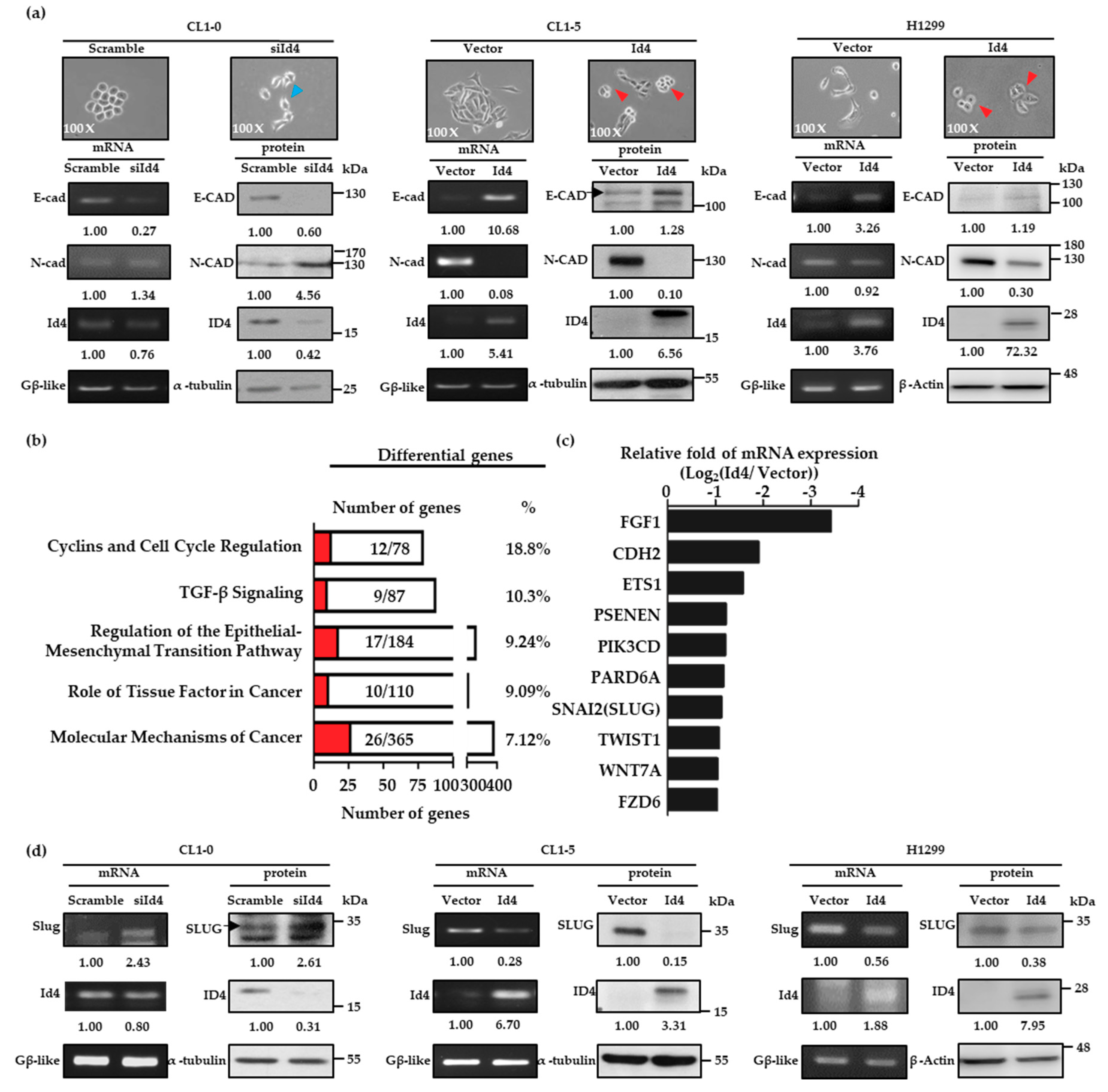 Cancers 11 02021 g002