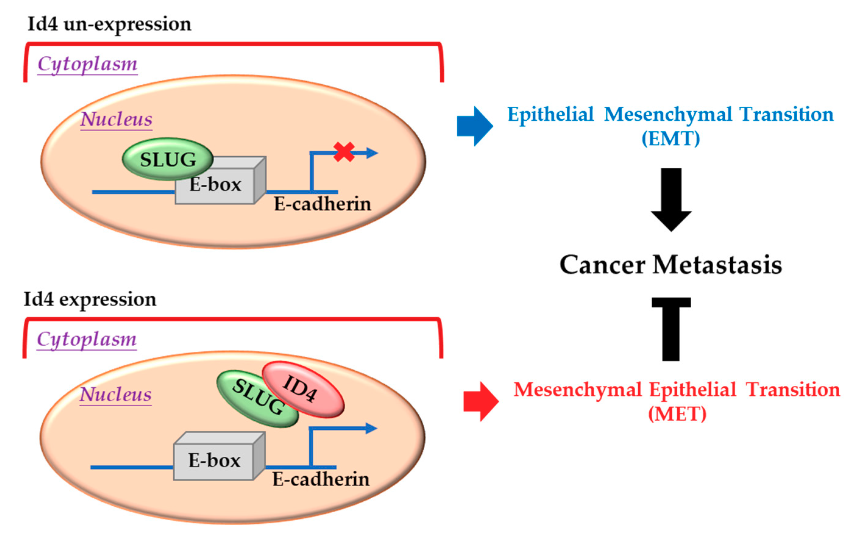 Cancers 11 02021 g005