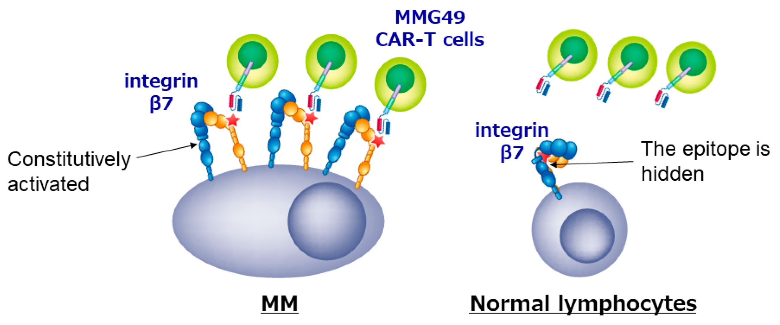 Cancers 11 02024 g002