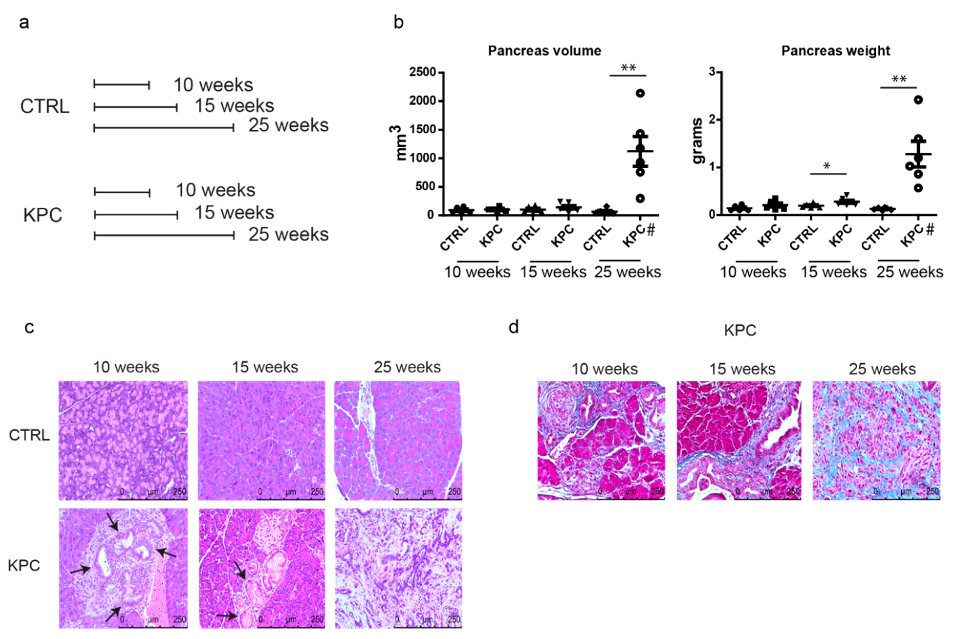 Cancers 12 00002 g001