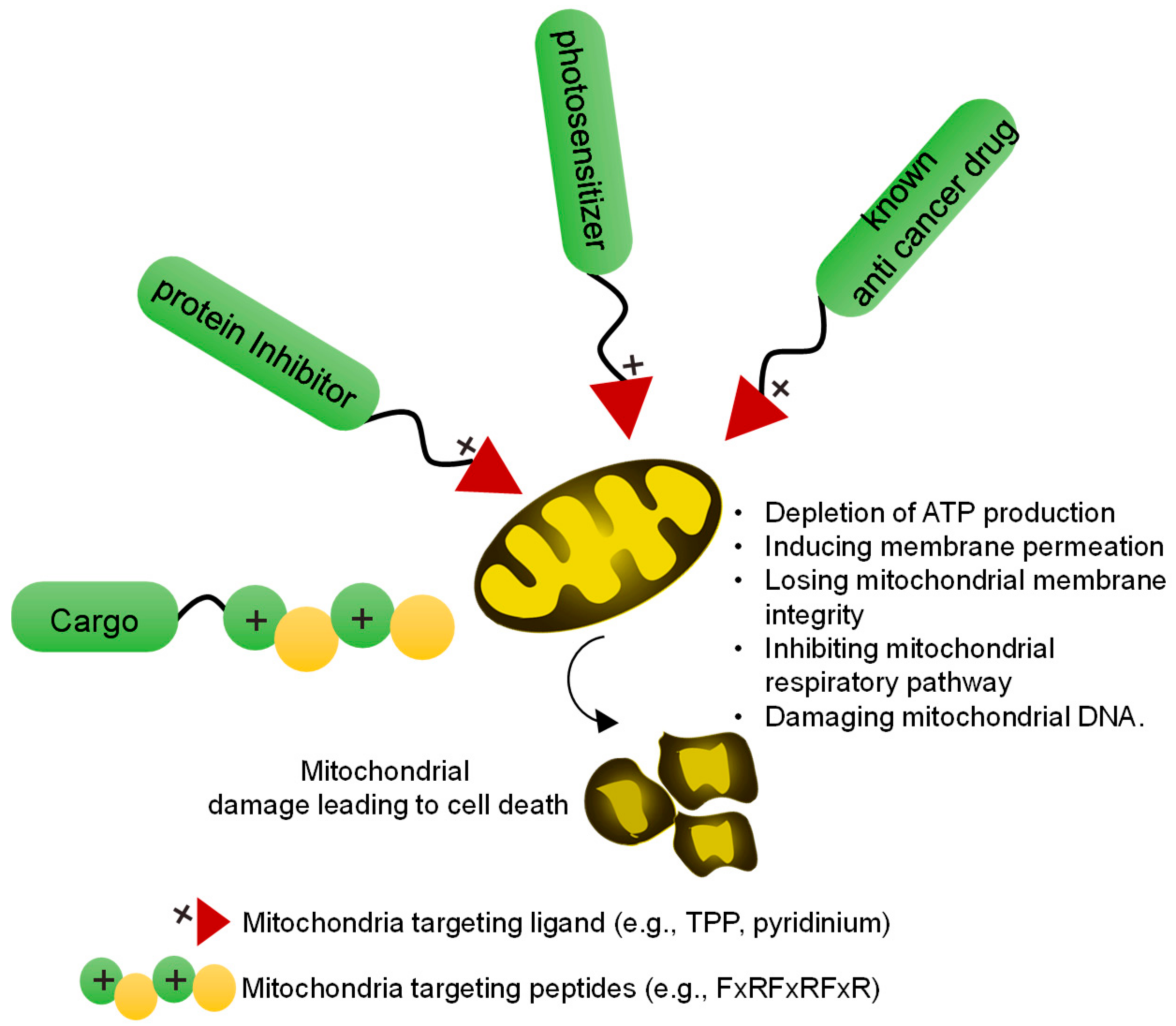 Cancers 12 00004 g002