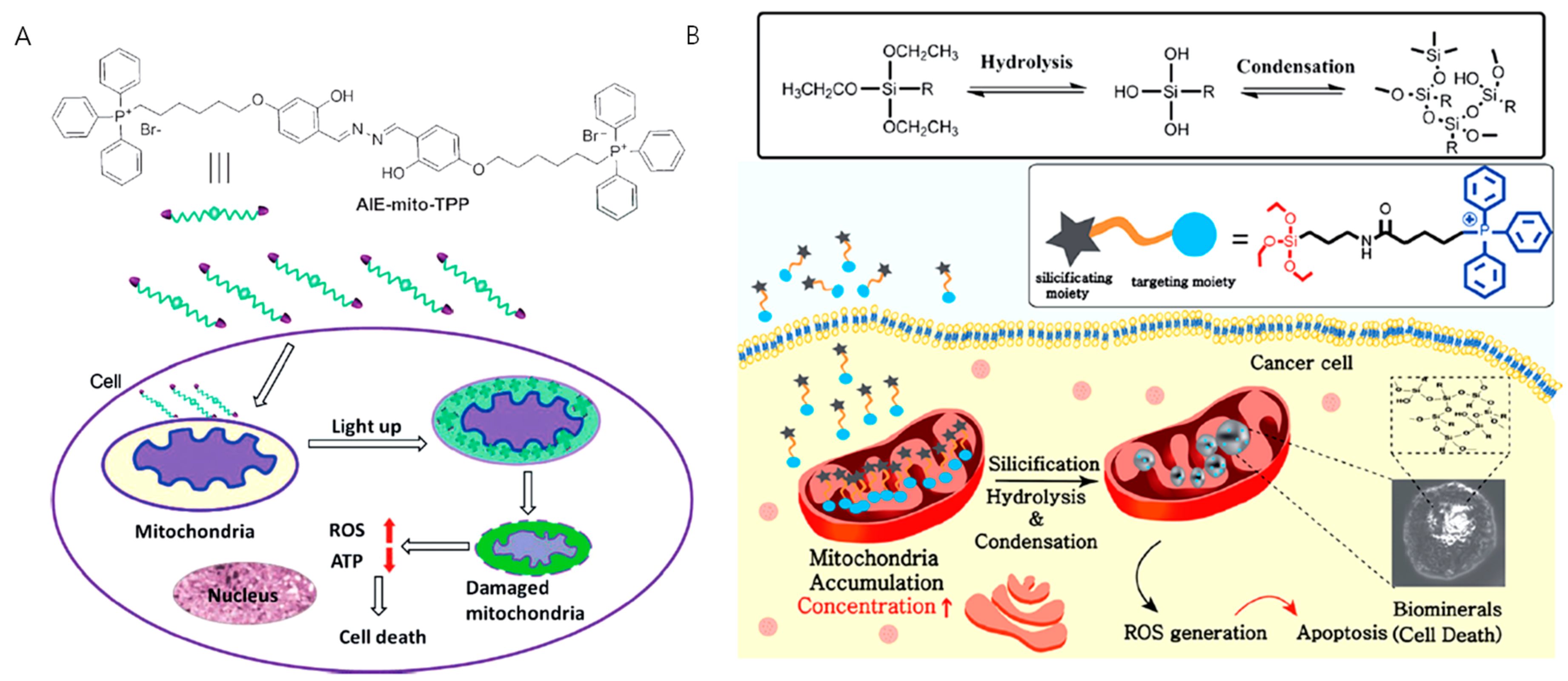 Cancers 12 00004 g006