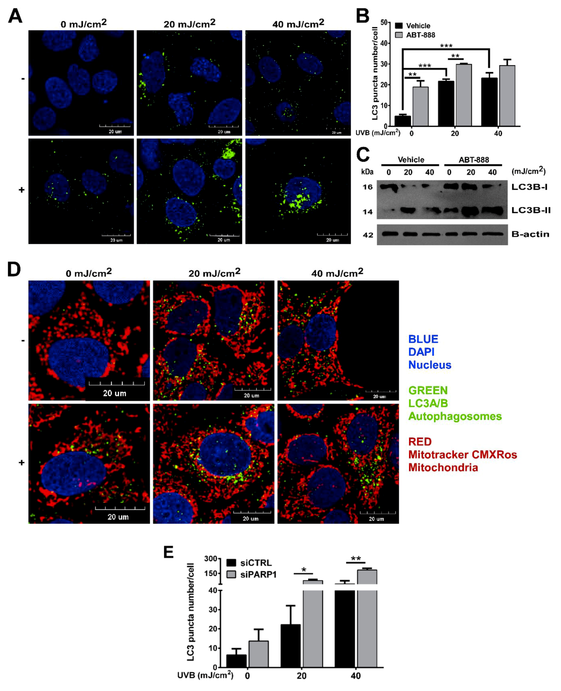 Cancers 12 00005 g005 Cancers 12 00005 g005