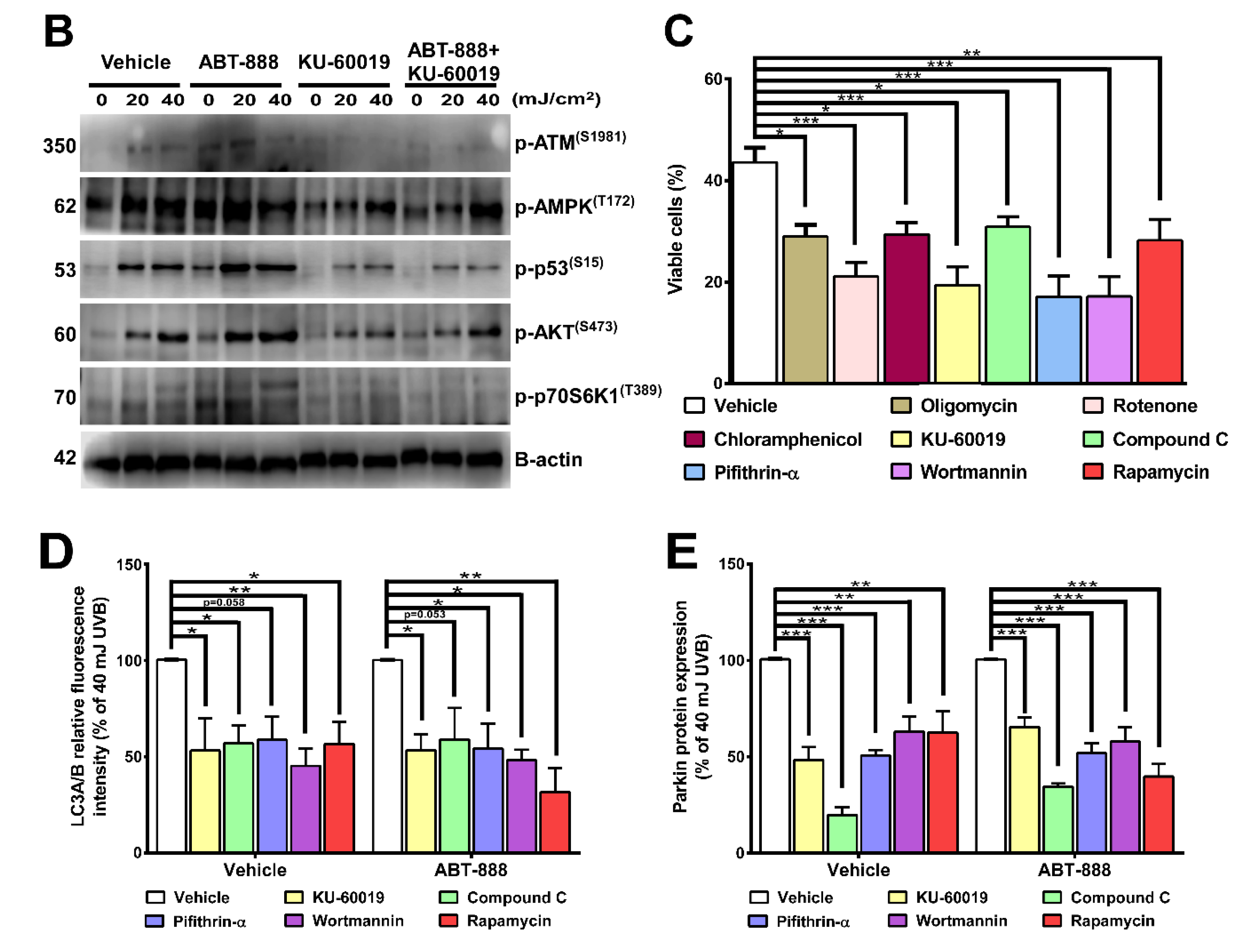 Cancers 12 00005 g009b Cancers 12 00005 g009b