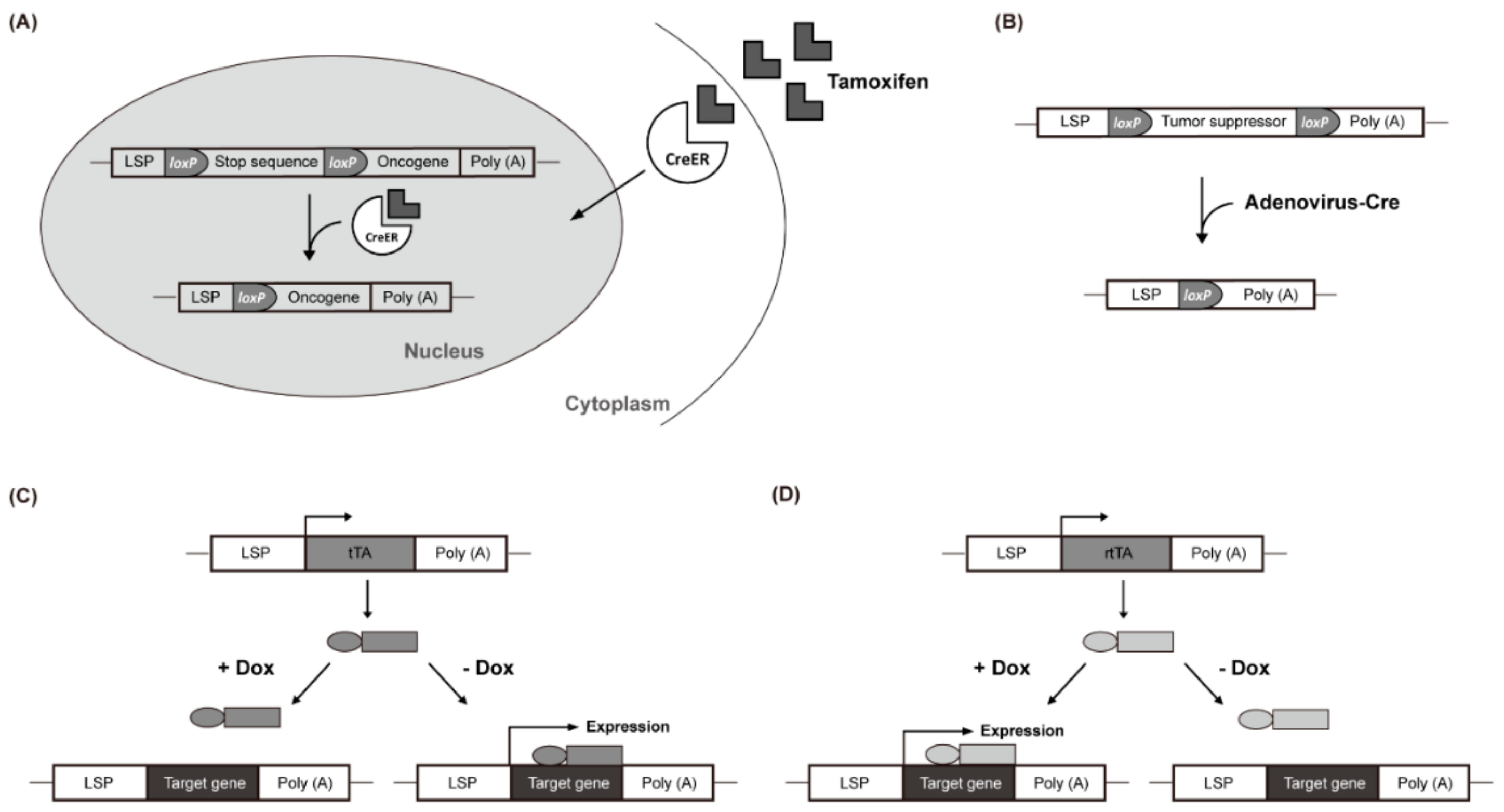 Cancers 12 00014 g001 Cancers 12 00014 g001