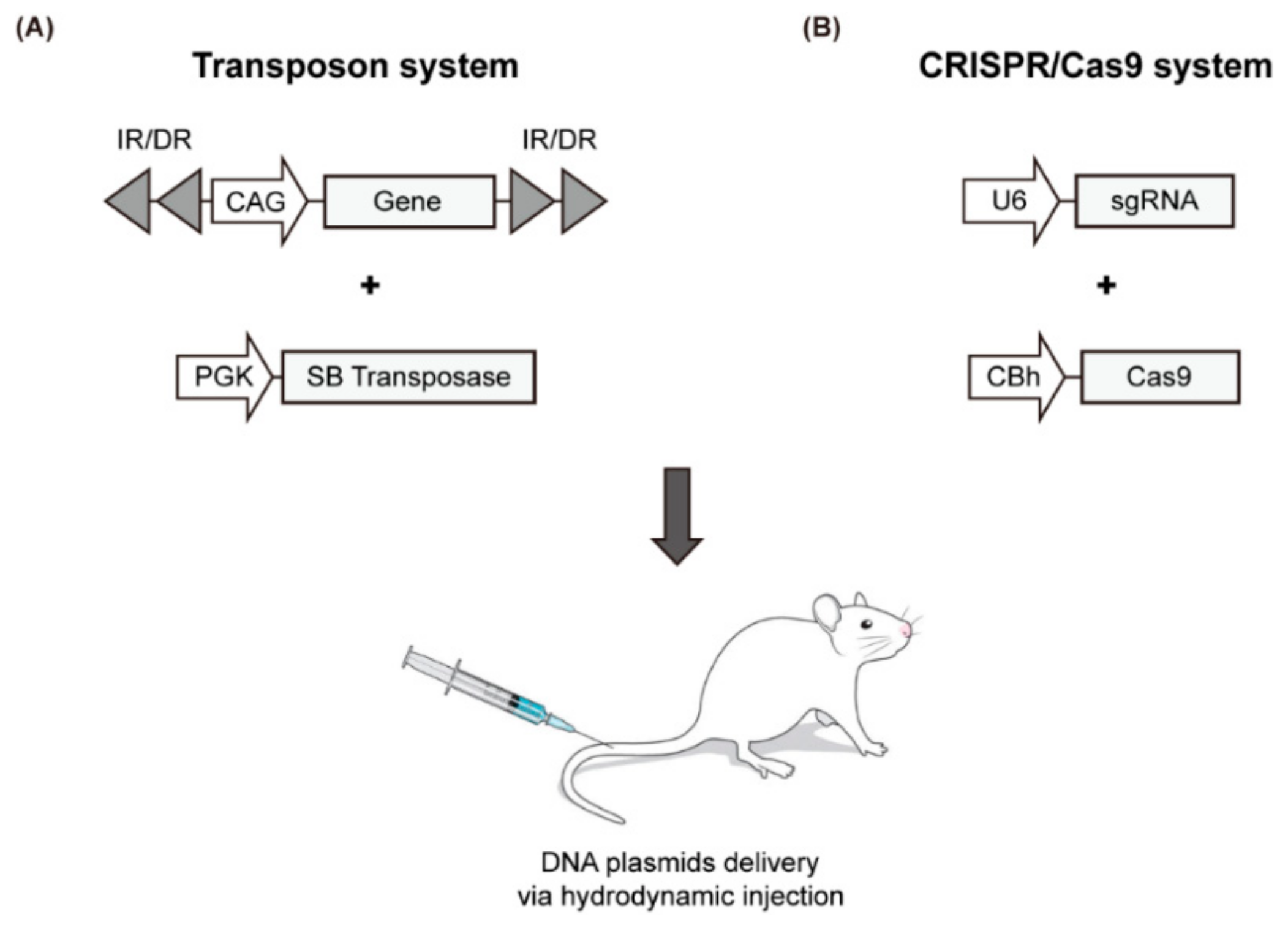 Cancers 12 00014 g002 Cancers 12 00014 g002
