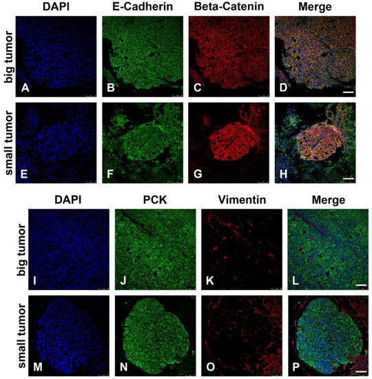 Cancers 12 00028 g0a1
