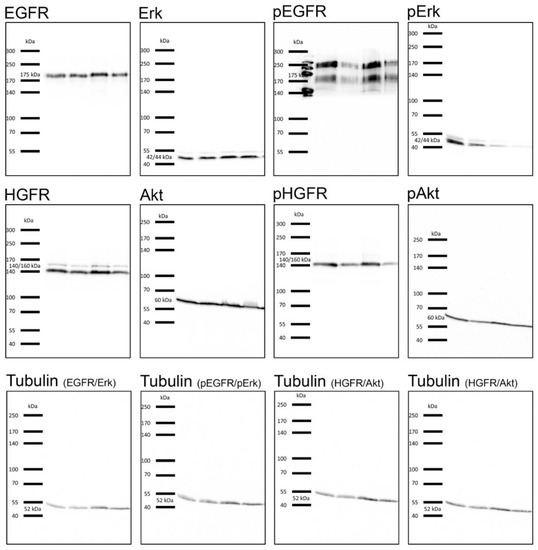 Cancers 12 00028 g0a5