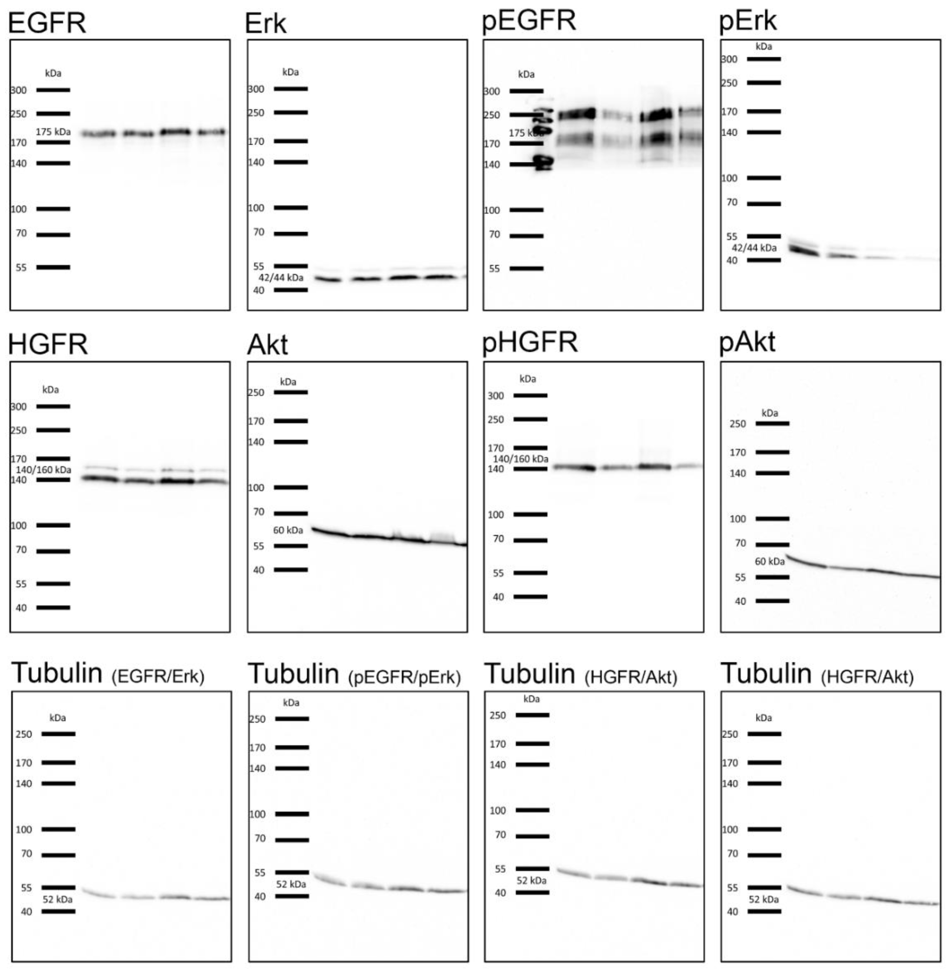 Cancers 12 00028 g0a5