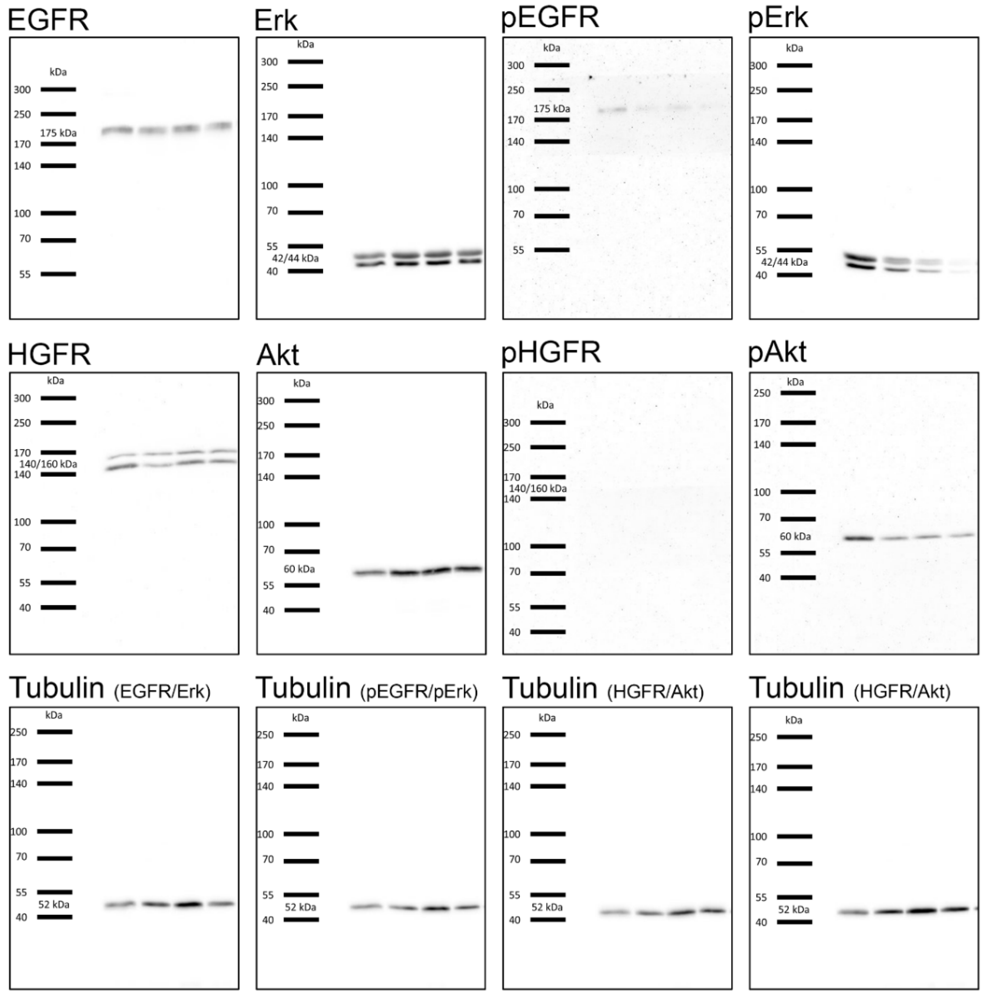 Cancers 12 00028 g0a6