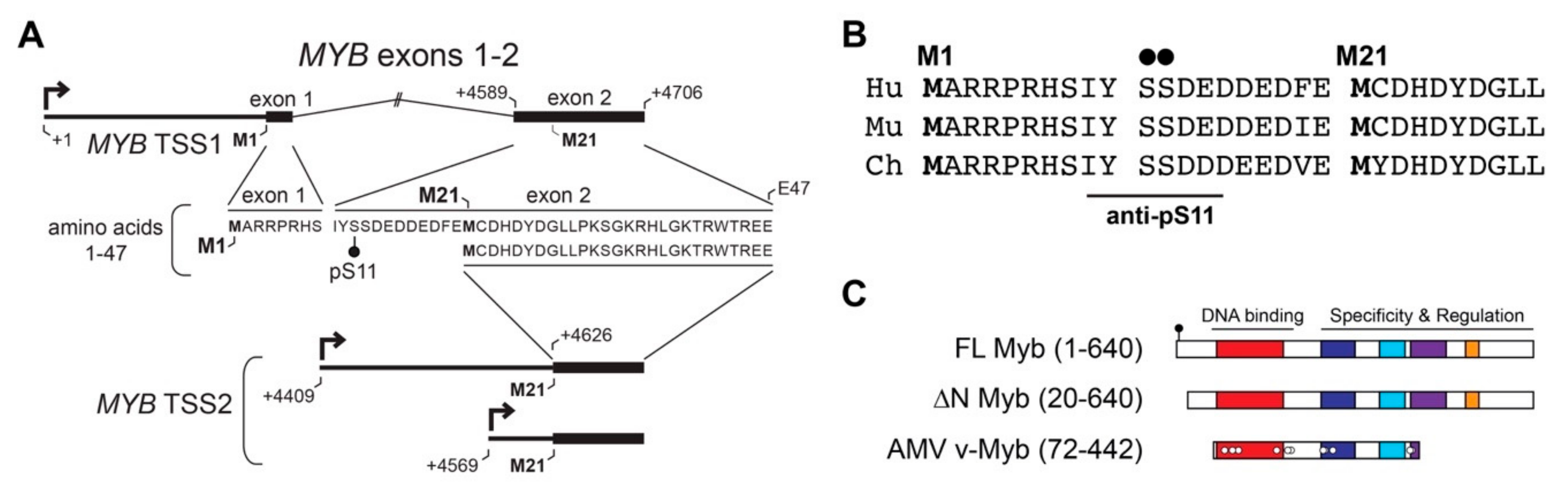 Cancers 12 00045 g003 Cancers 12 00045 g003