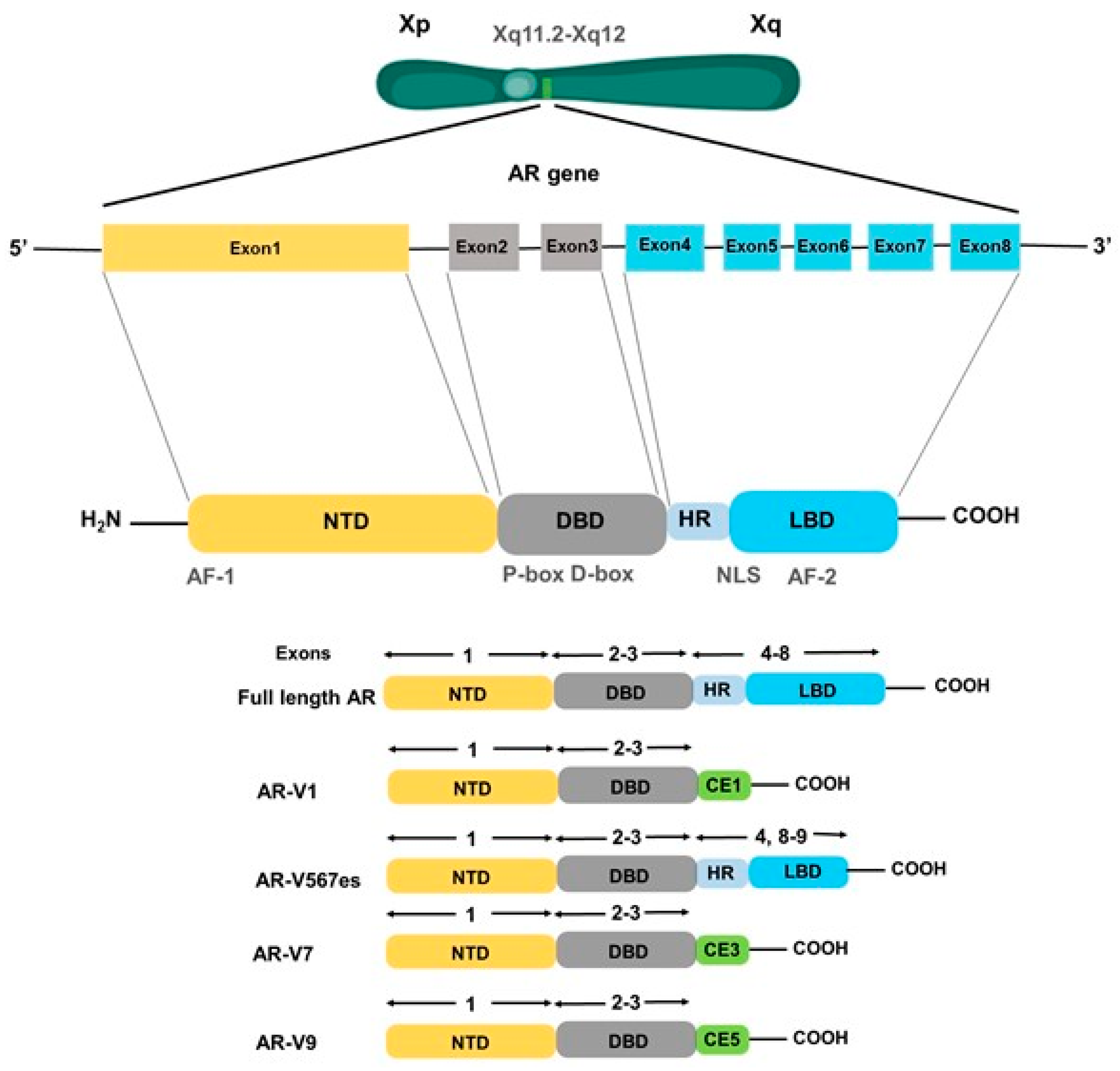 Cancers 12 00051 g002 Cancers 12 00051 g002