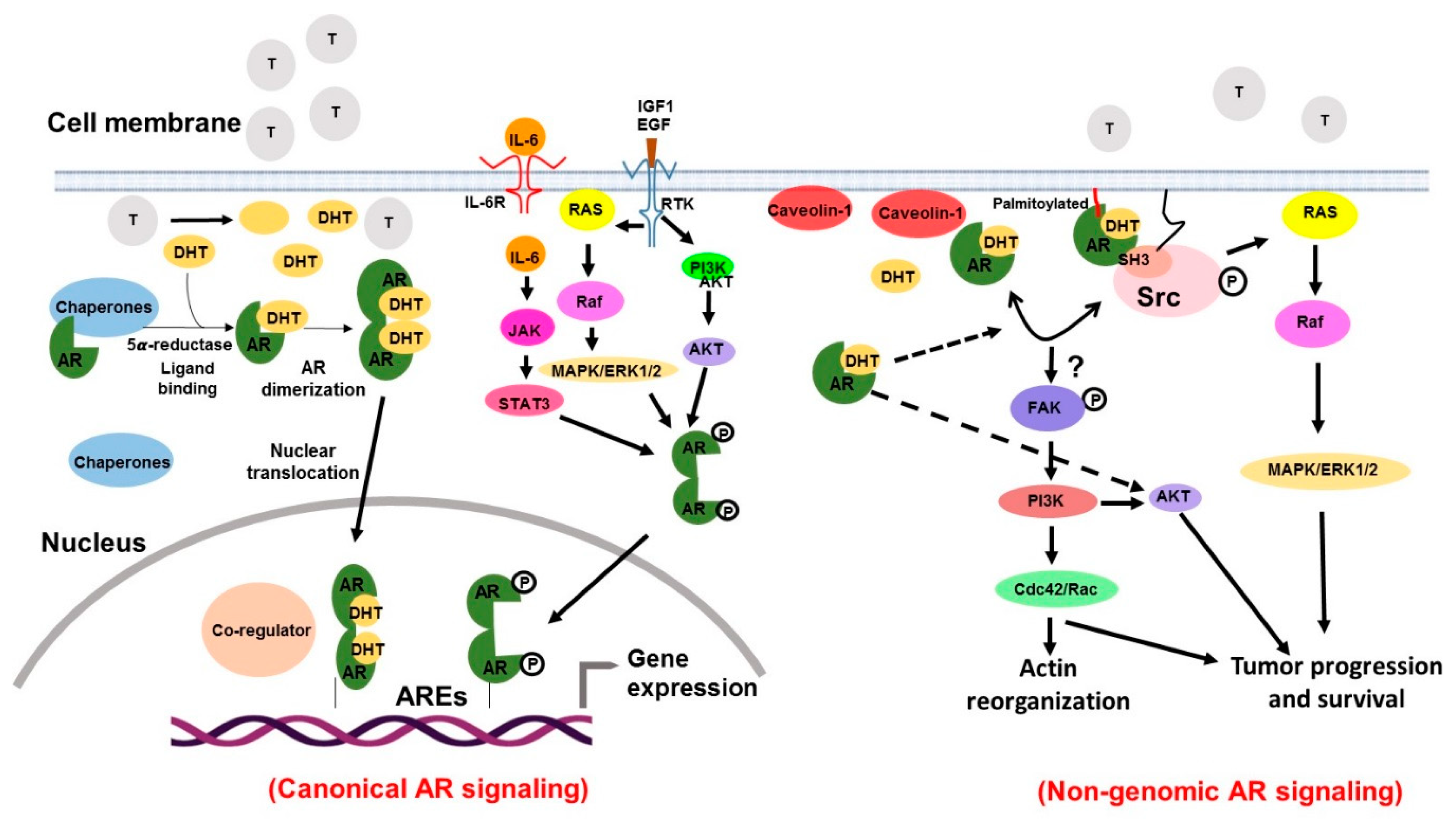 Cancers 12 00051 g003 Cancers 12 00051 g003