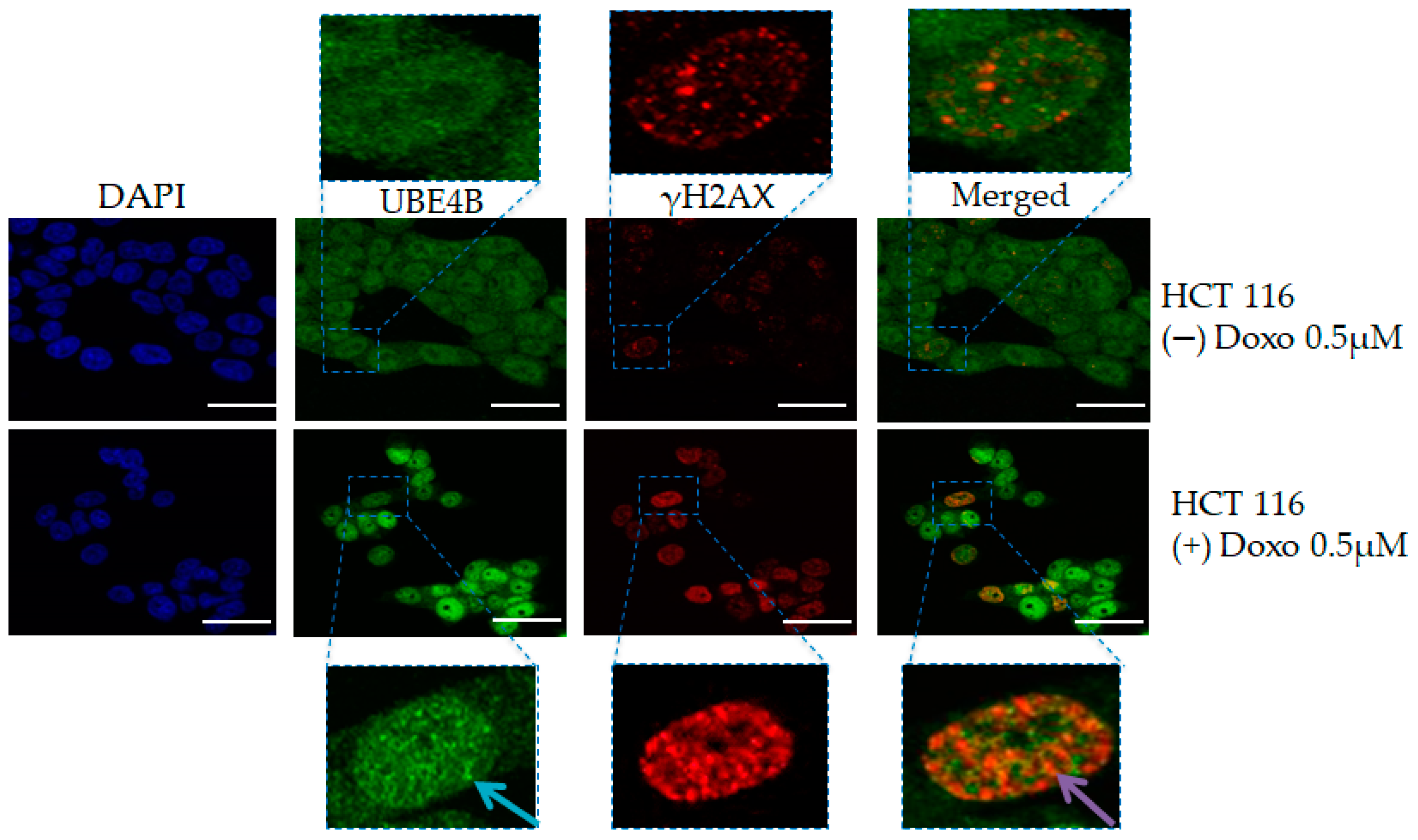 Cancers 12 00062 g001 Cancers 12 00062 g001