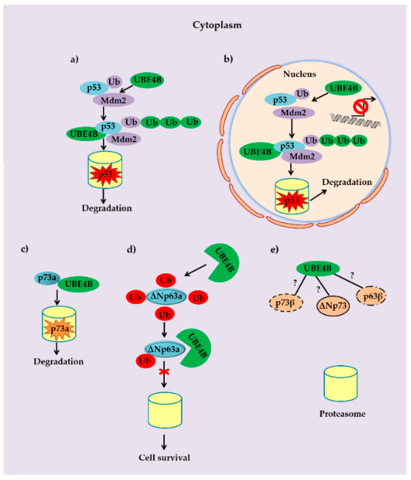Cancers 12 00062 g002 Cancers 12 00062 g002