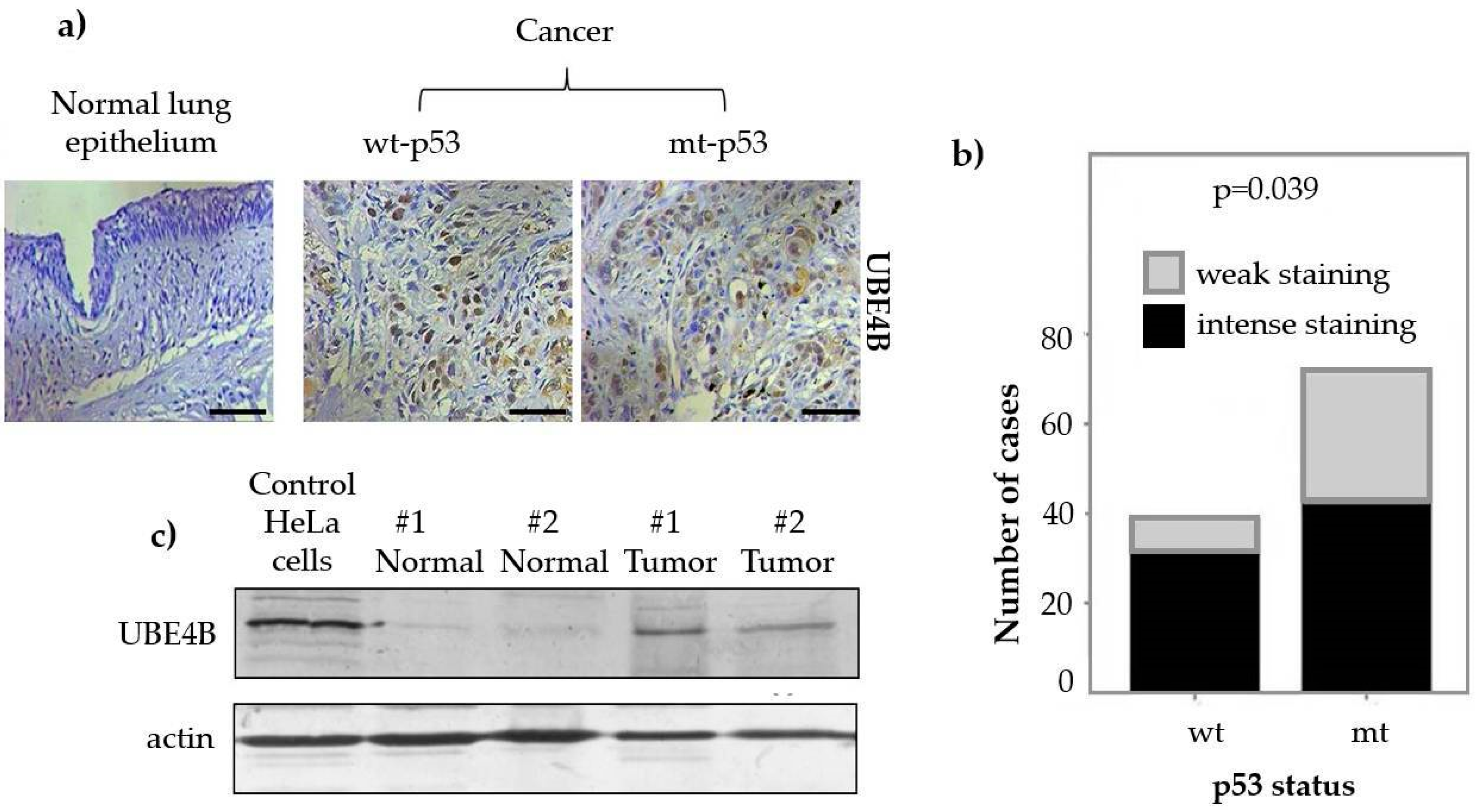 Cancers 12 00062 g003 Cancers 12 00062 g003