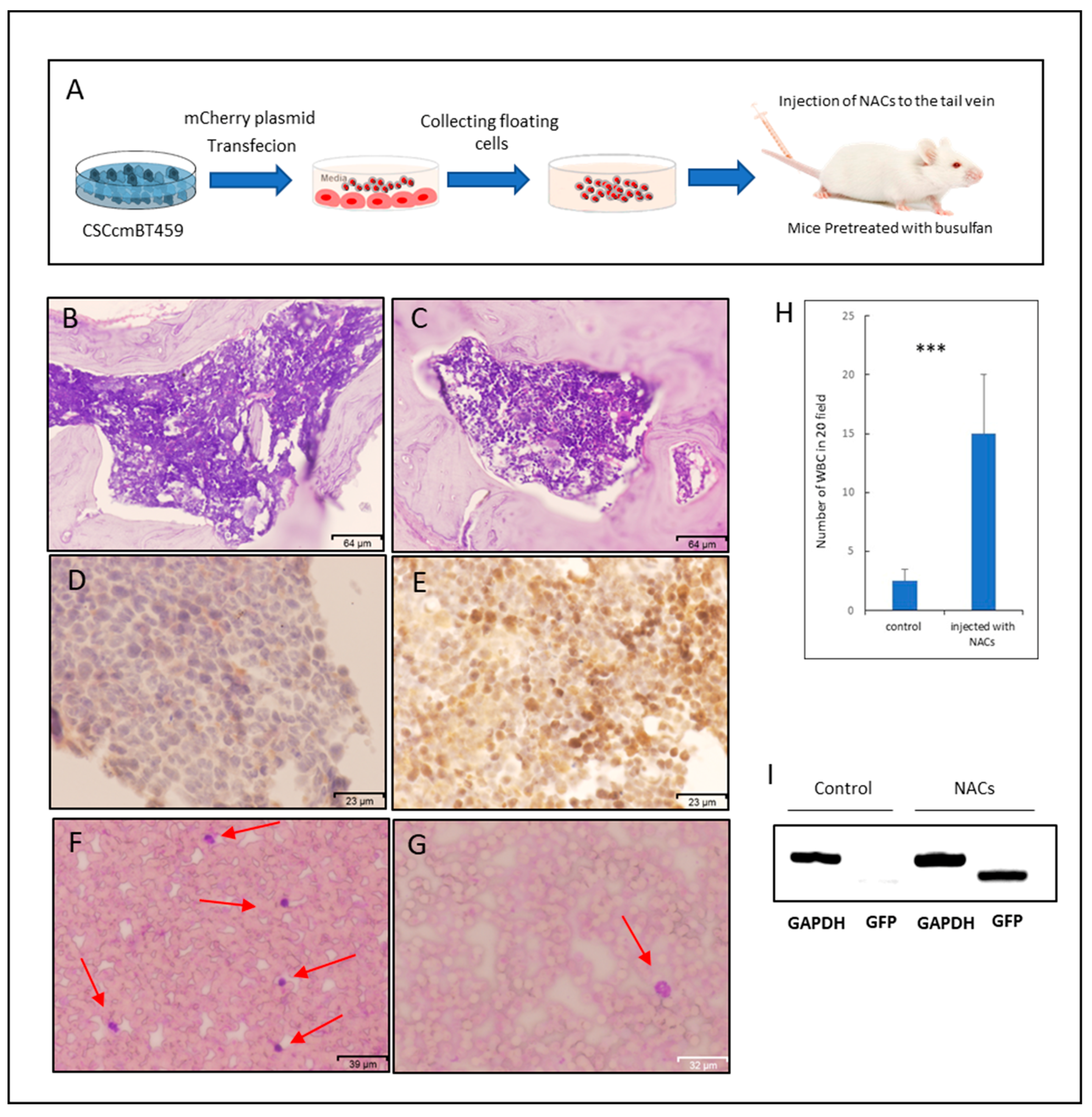 Cancers 12 00082 g005 Cancers 12 00082 g005