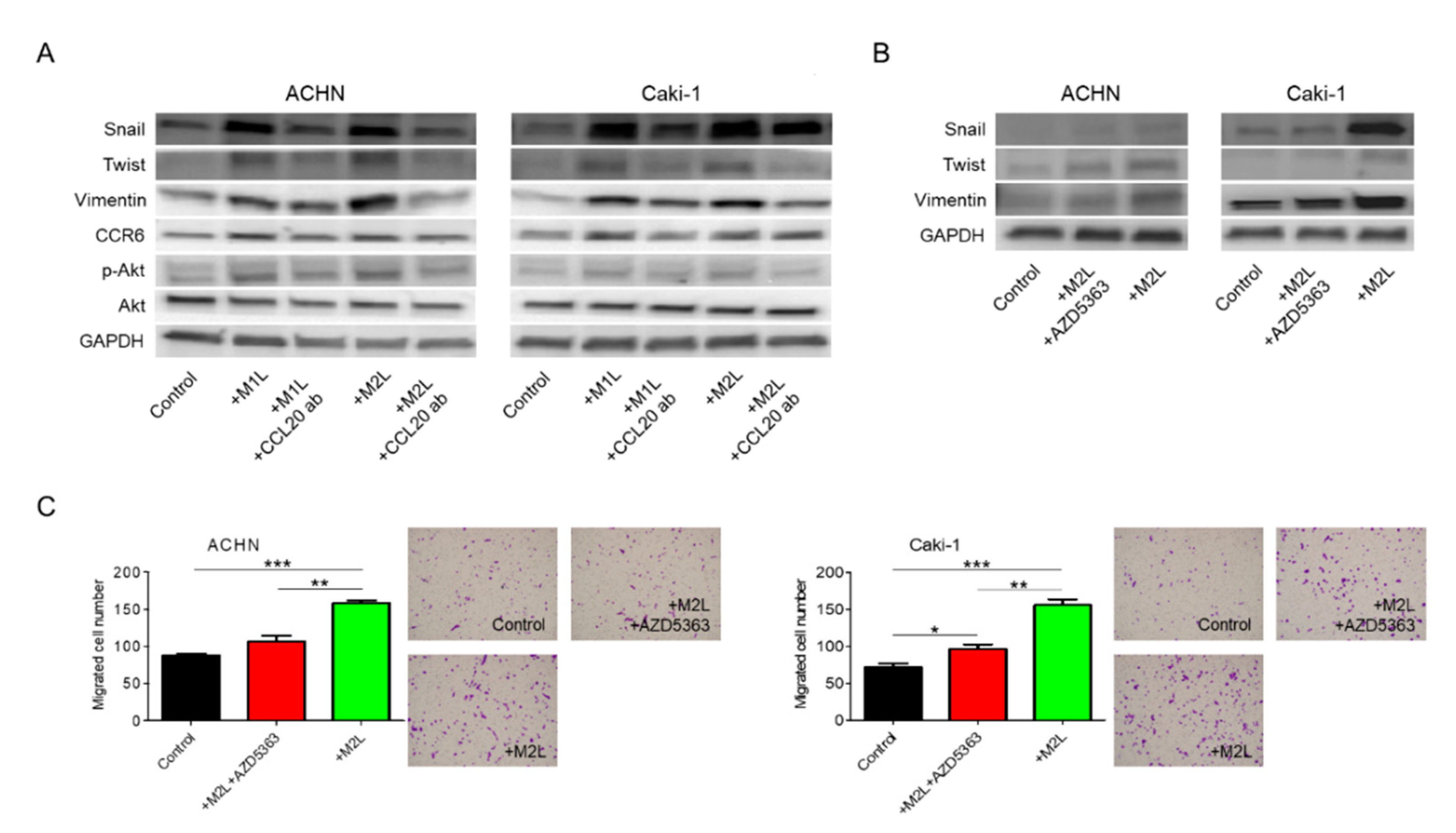Cancers 12 00089 g005 Cancers 12 00089 g005