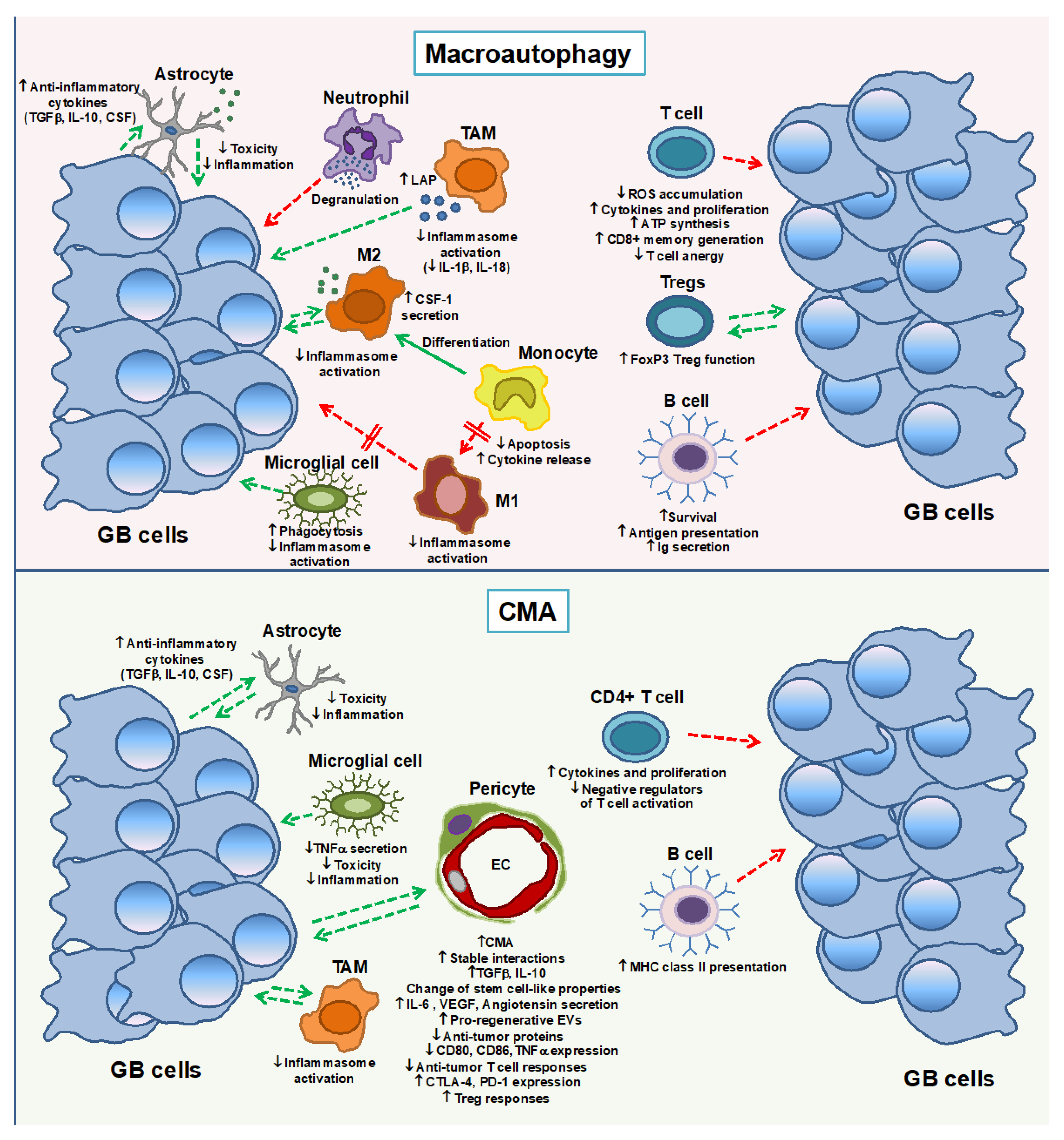 Cancers 12 00102 g002 Cancers 12 00102 g002