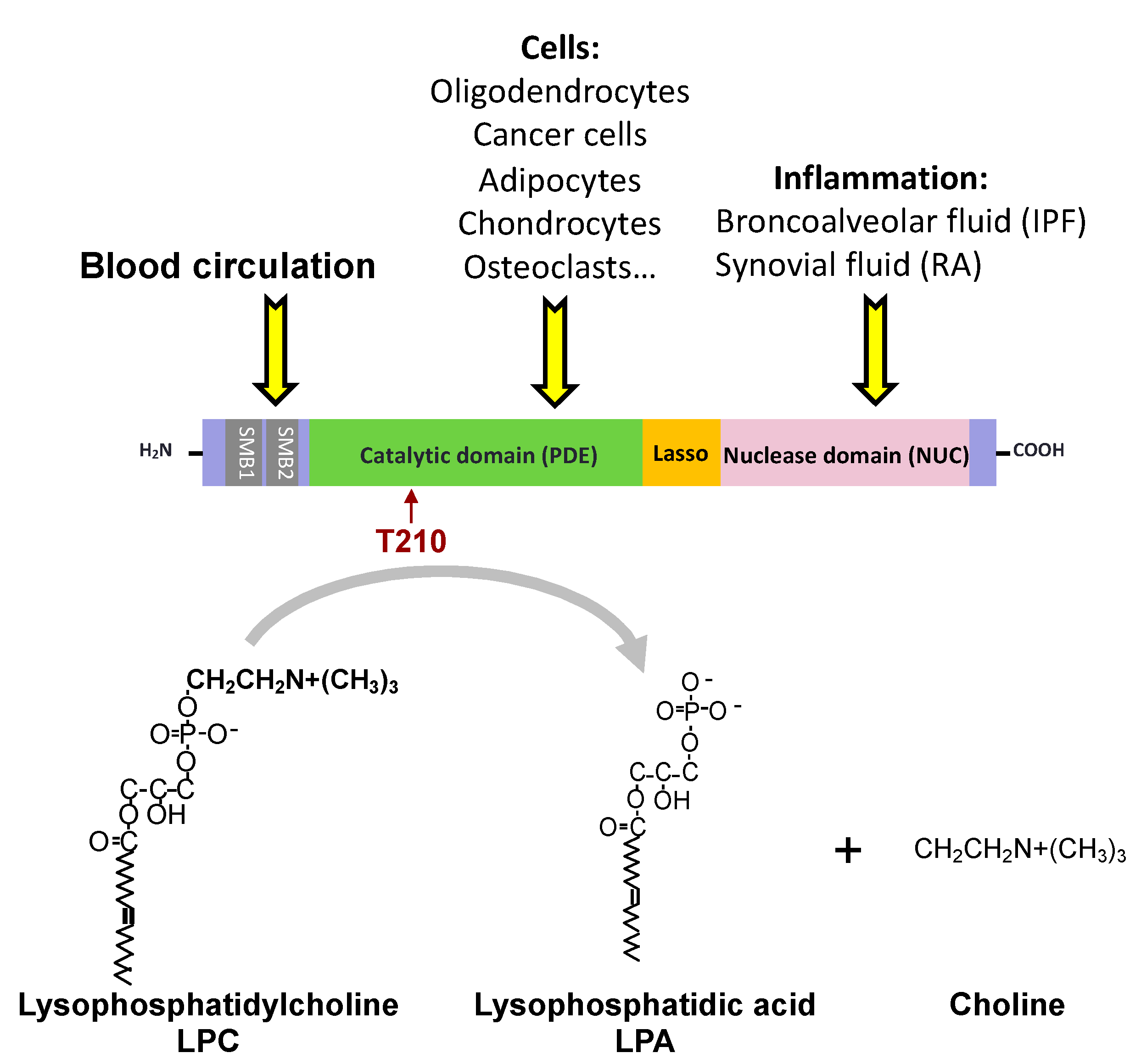 Cancers 12 00105 g001 Cancers 12 00105 g001