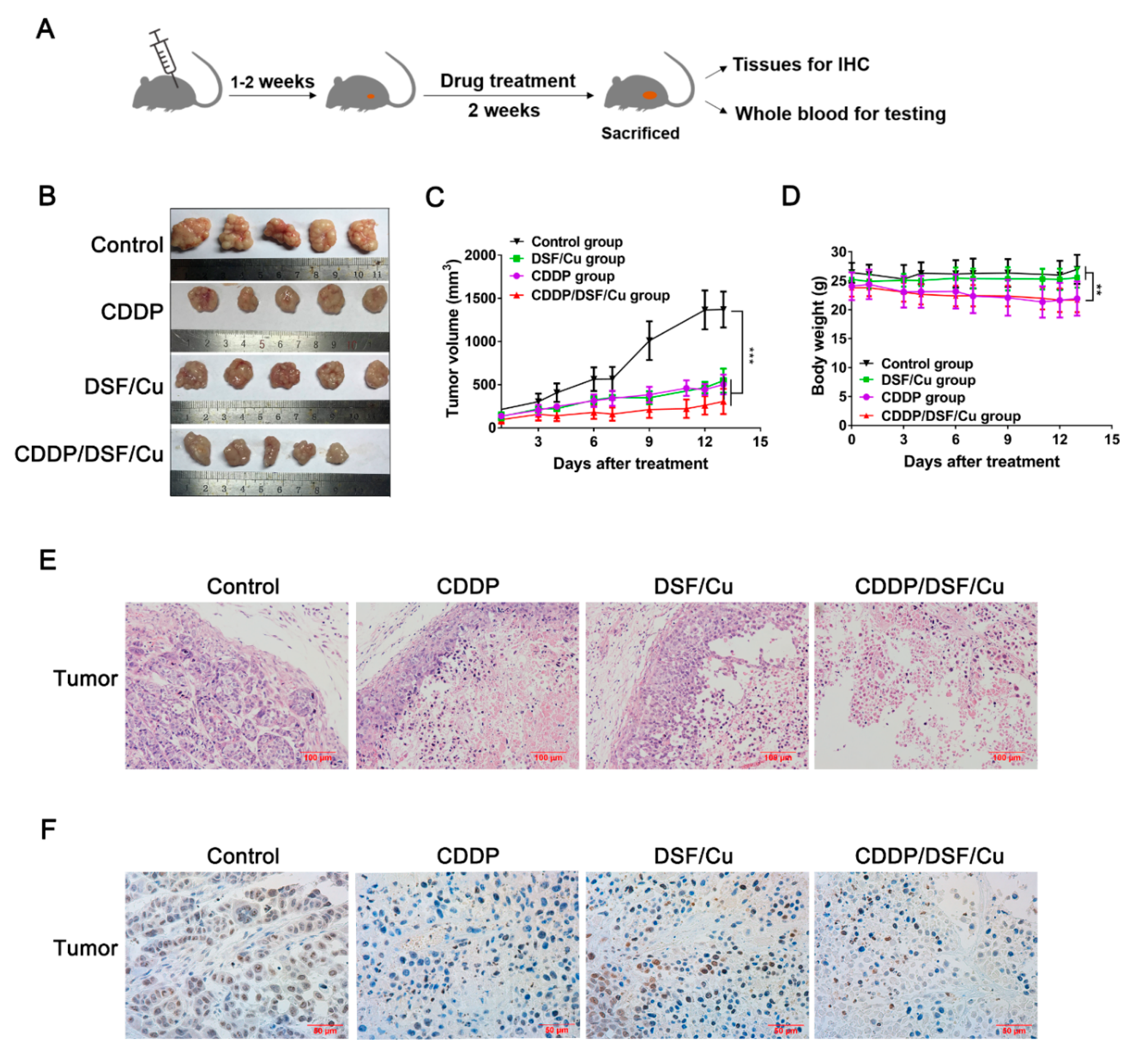 Cancers 12 00138 g008 Cancers 12 00138 g008