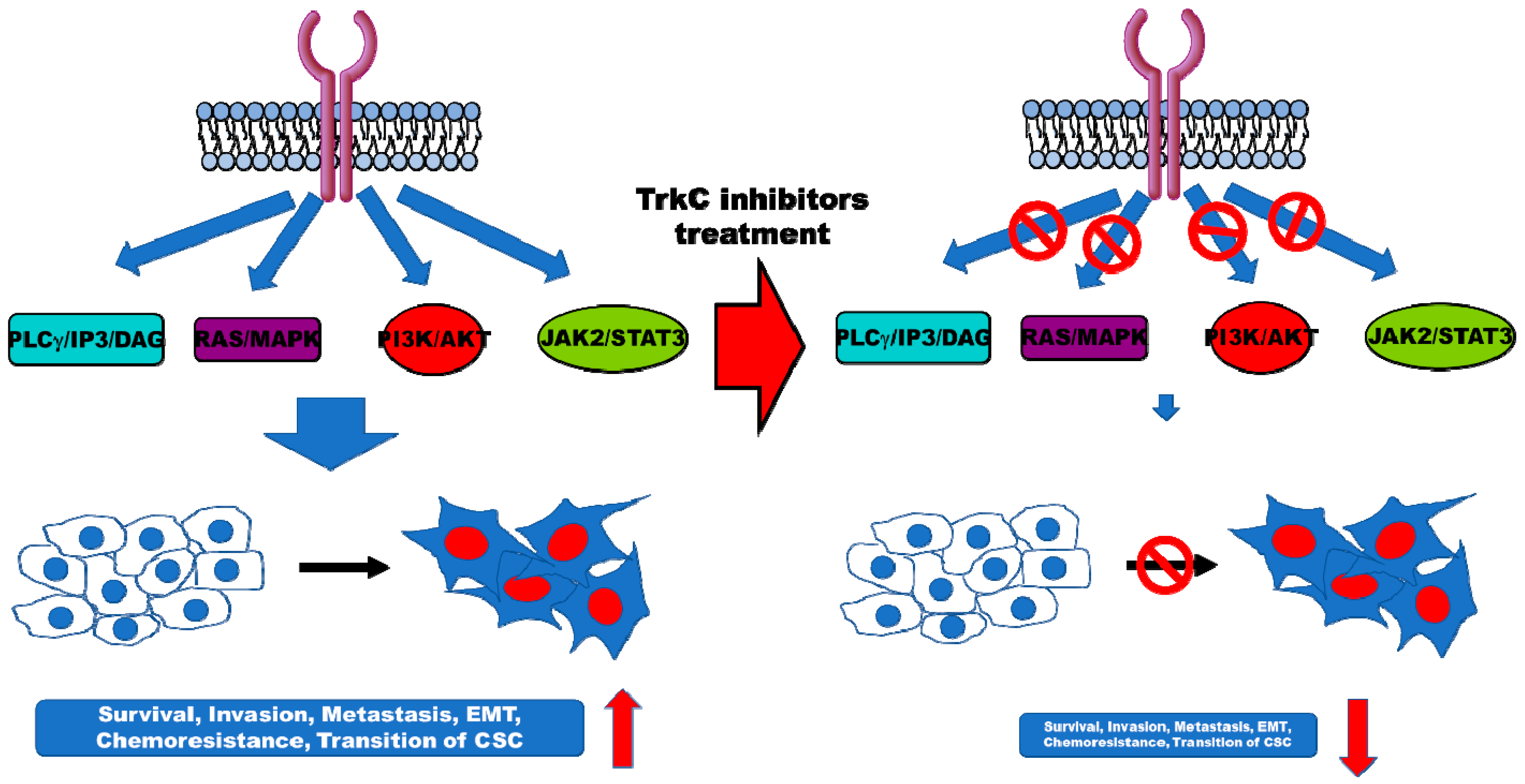 Cancers 12 00147 g003