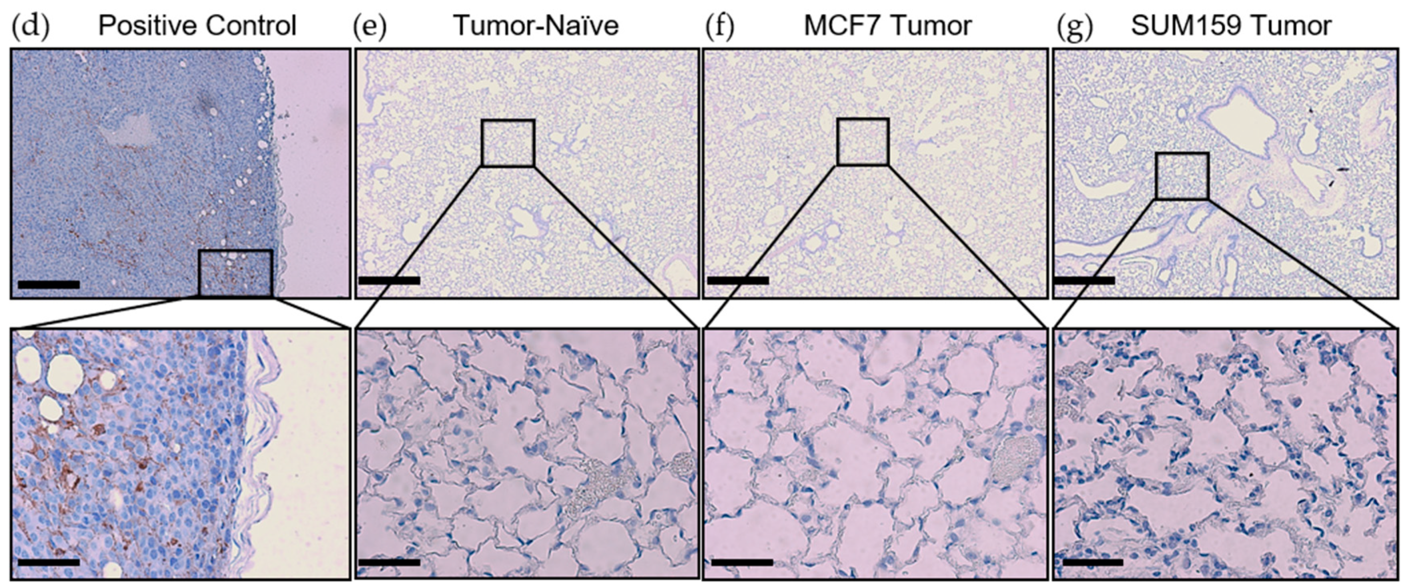 Cancers 12 00172 g002b