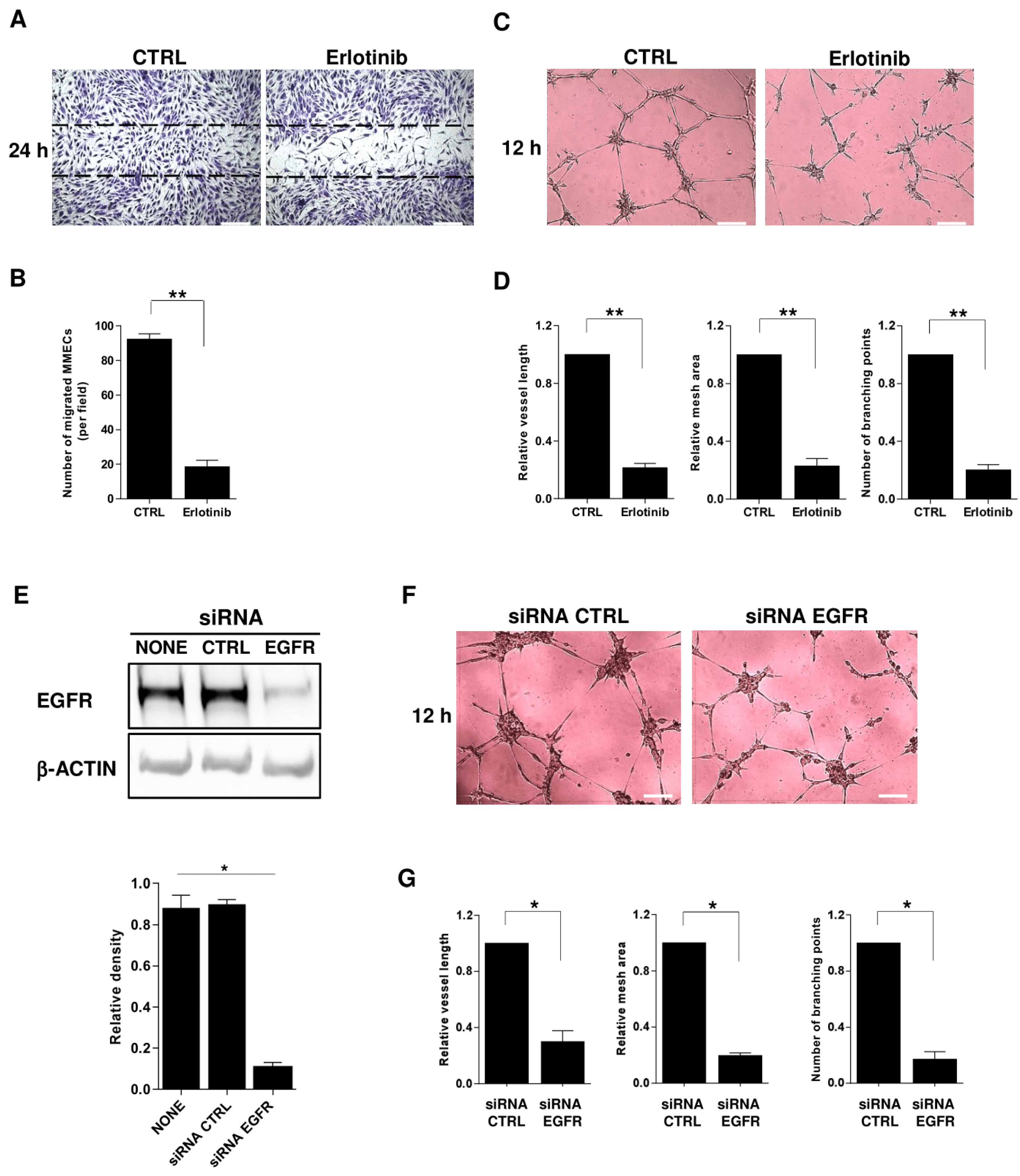 Cancers 12 00173 g005