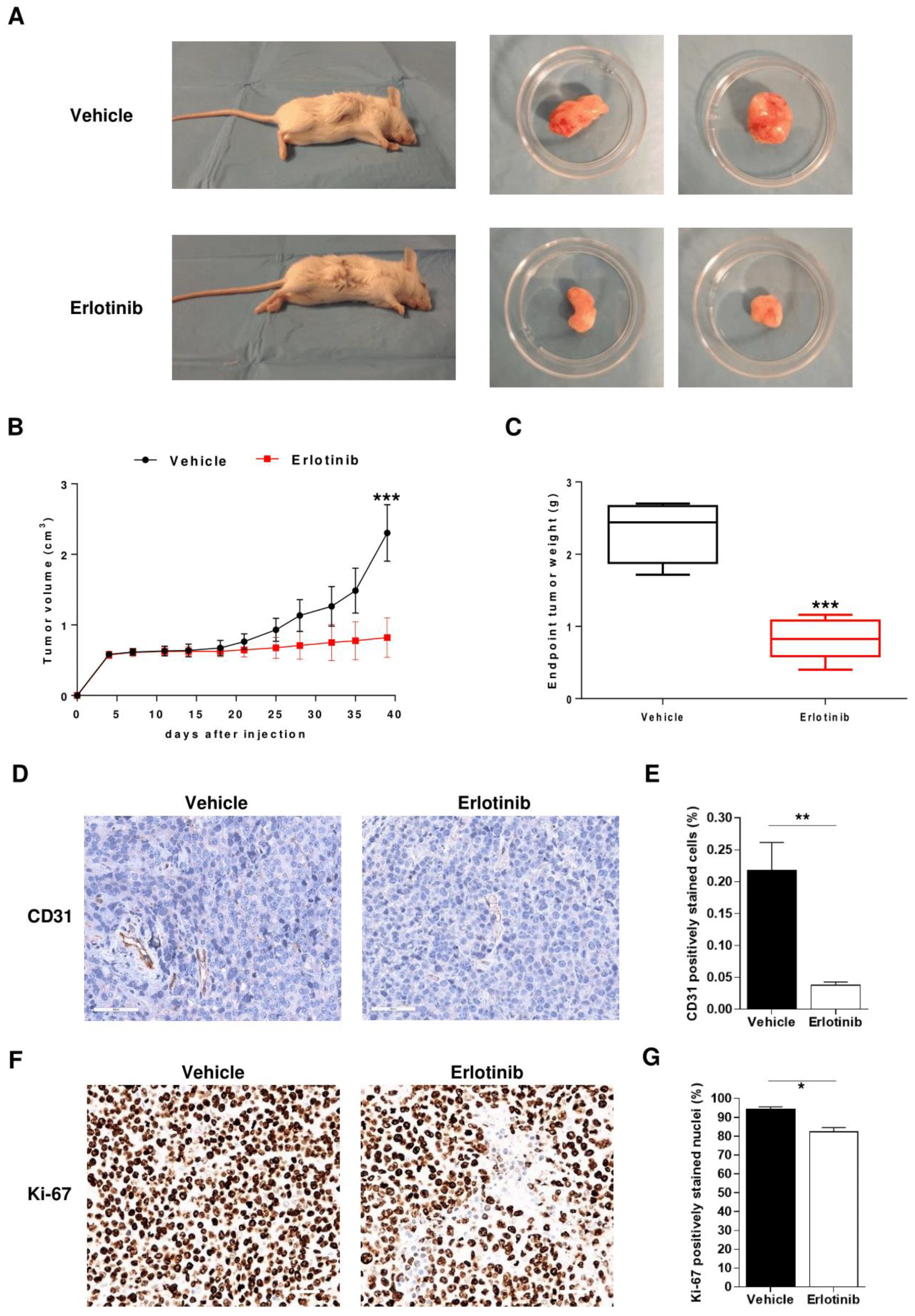 Cancers 12 00173 g006