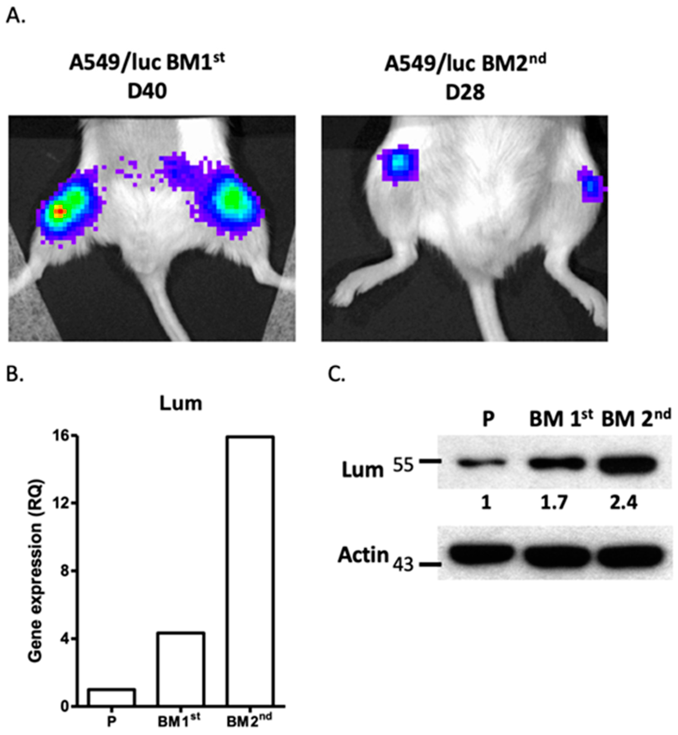 Cancers 12 00233 g004