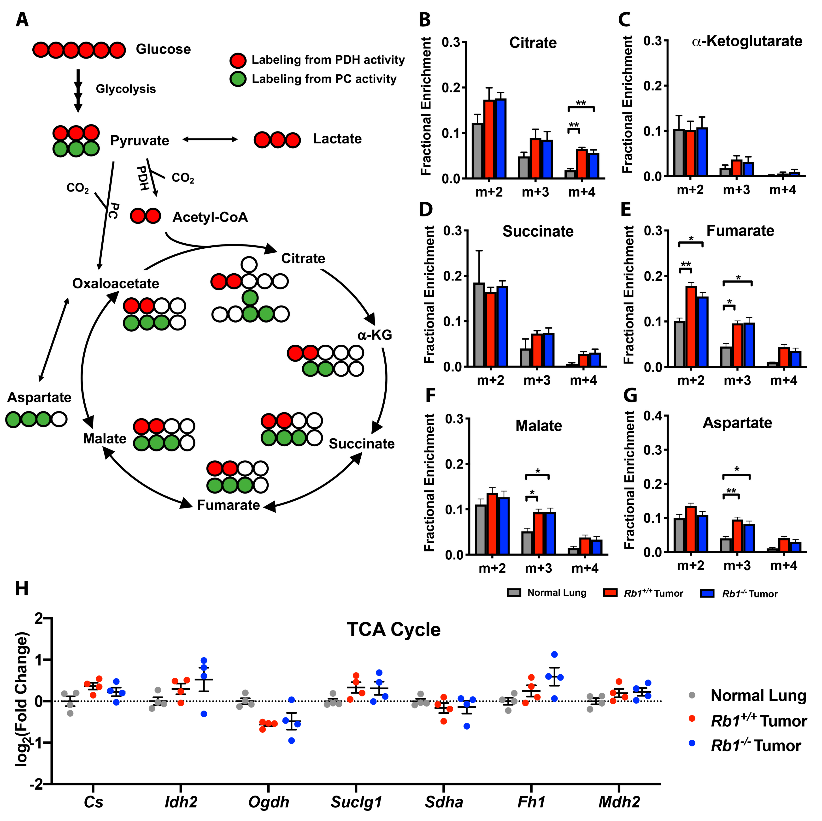 Cancers 12 00237 g005