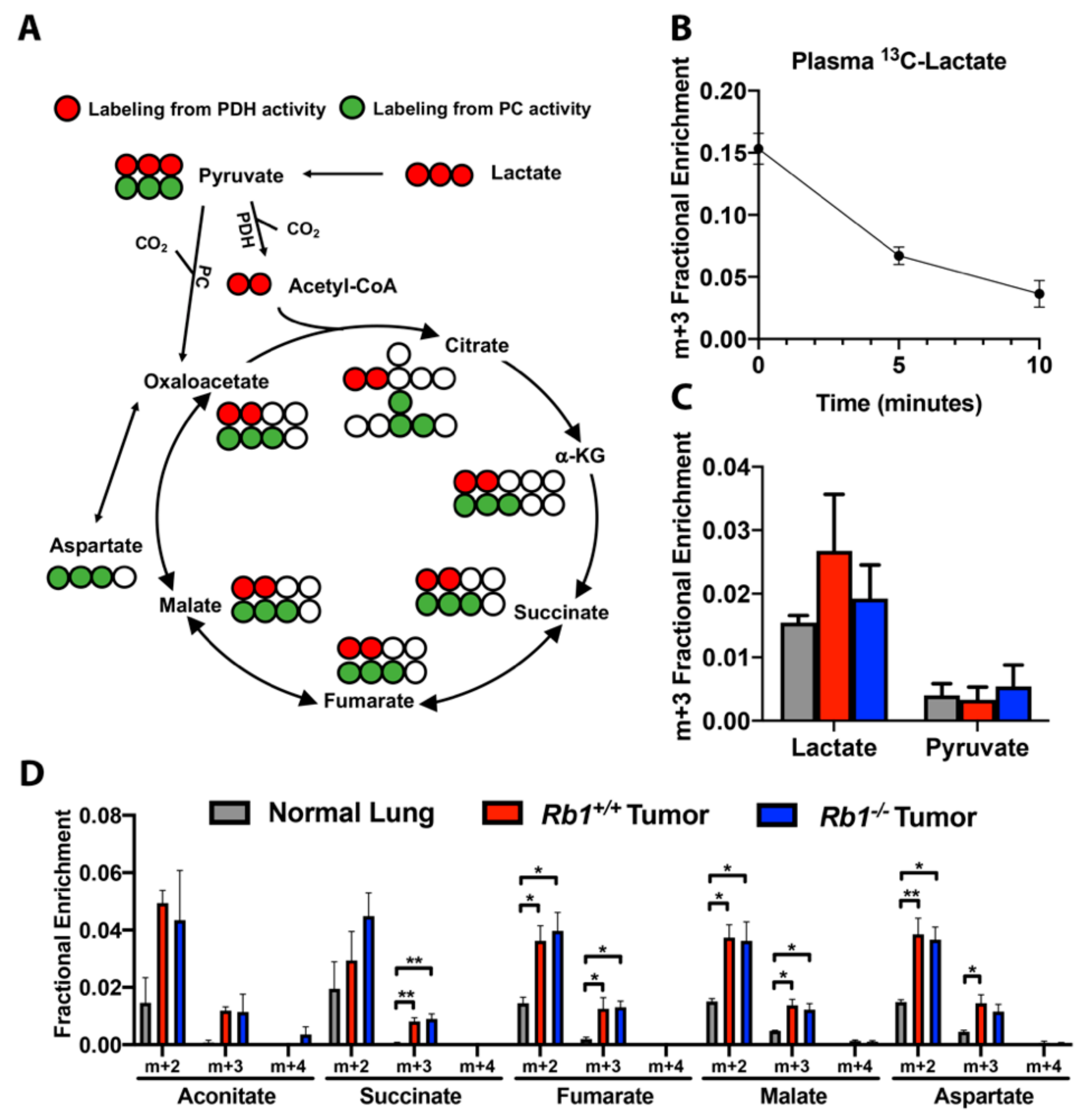 Cancers 12 00237 g007