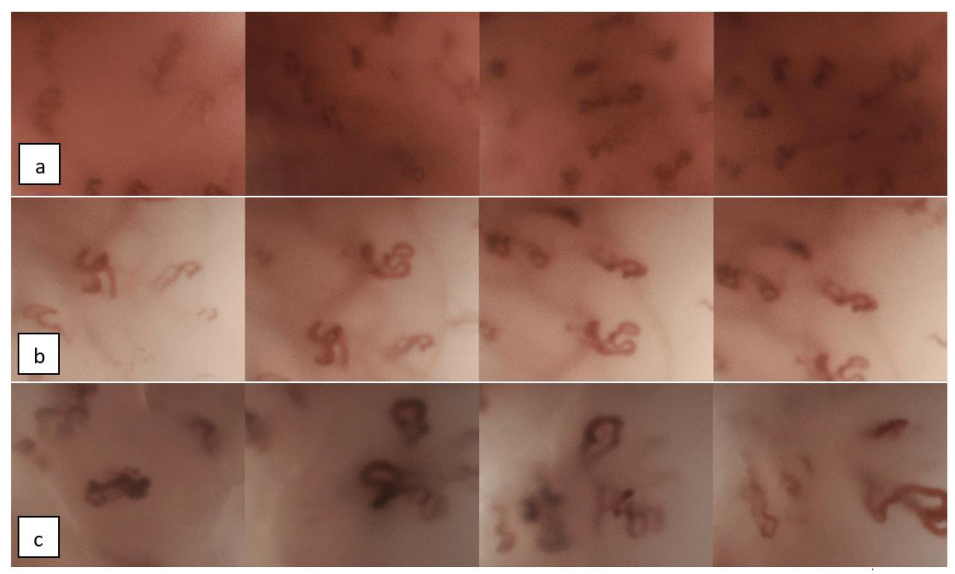 Cancers 12 00248 g001 Cancers 12 00248 g001