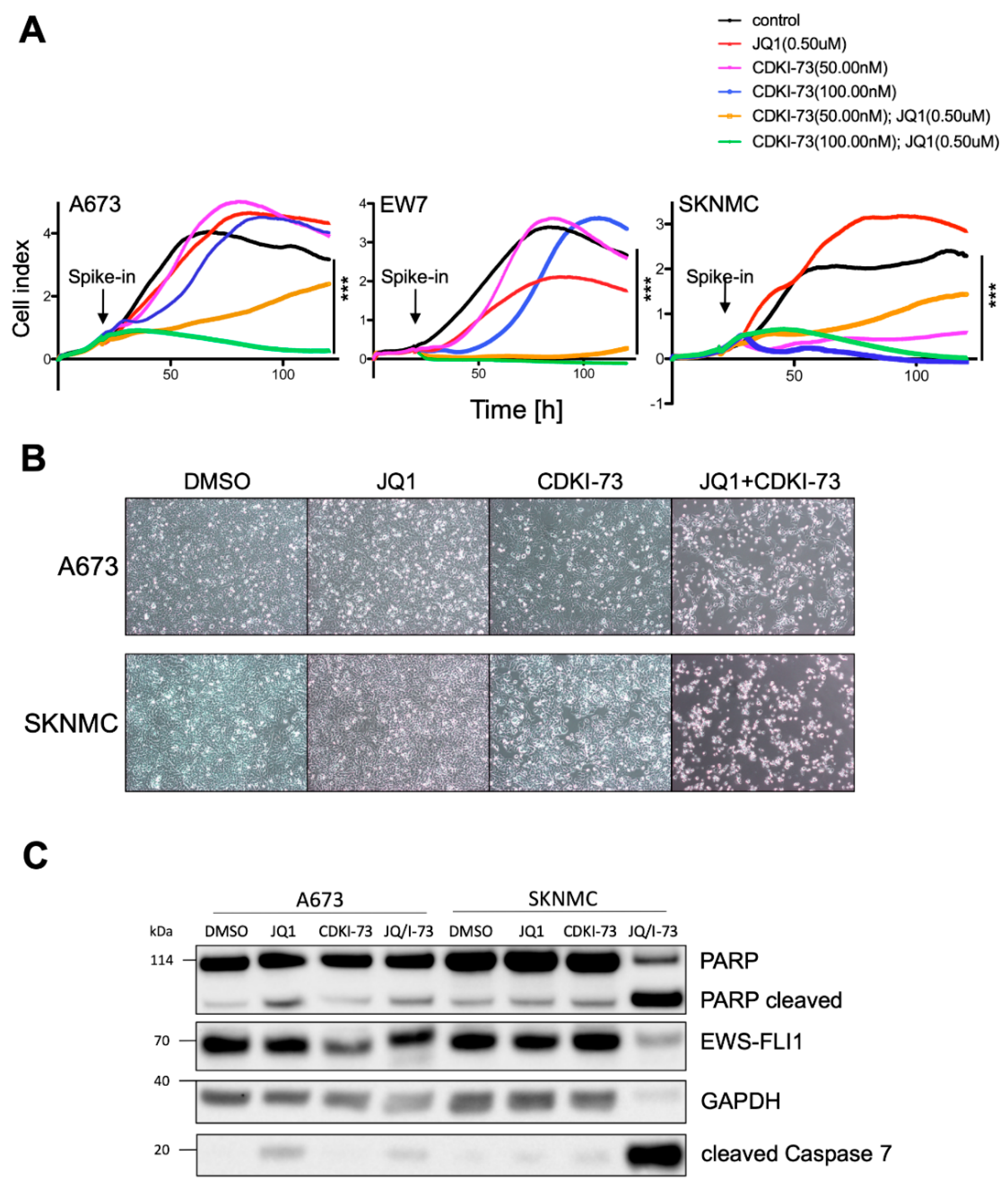 Cancers 12 00304 g004