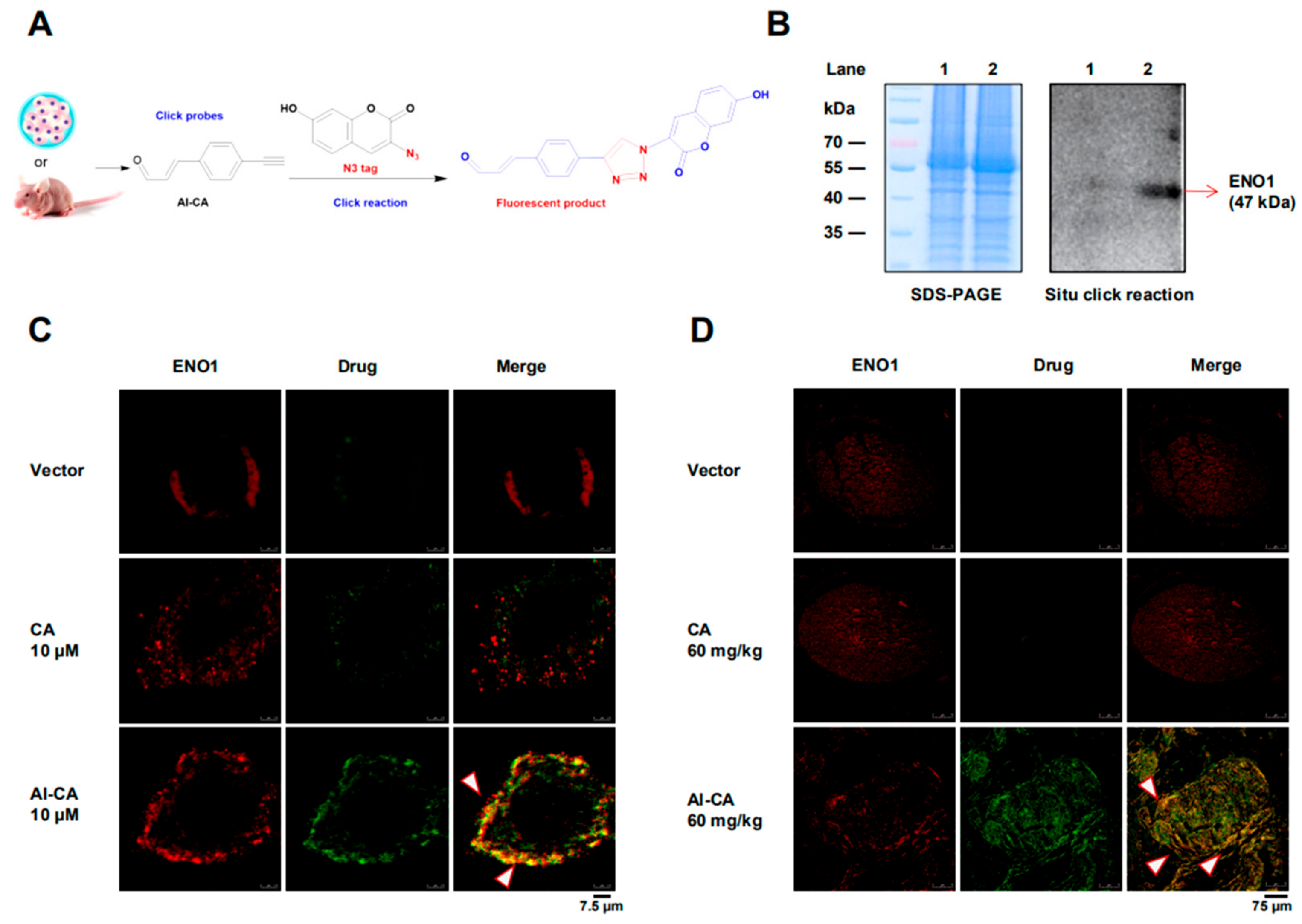 Cancers 12 00311 g003