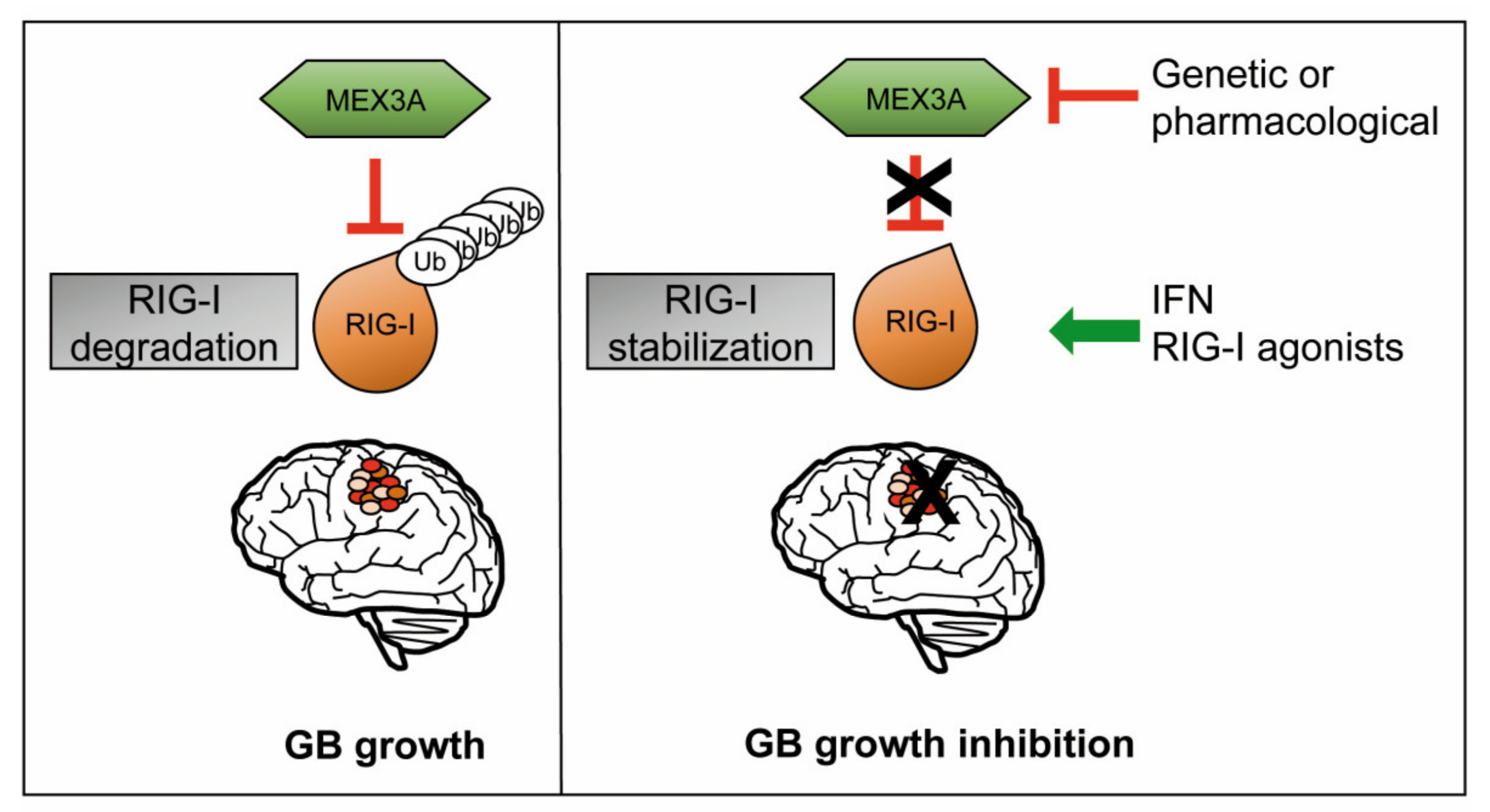 Cancers 12 00321 g007