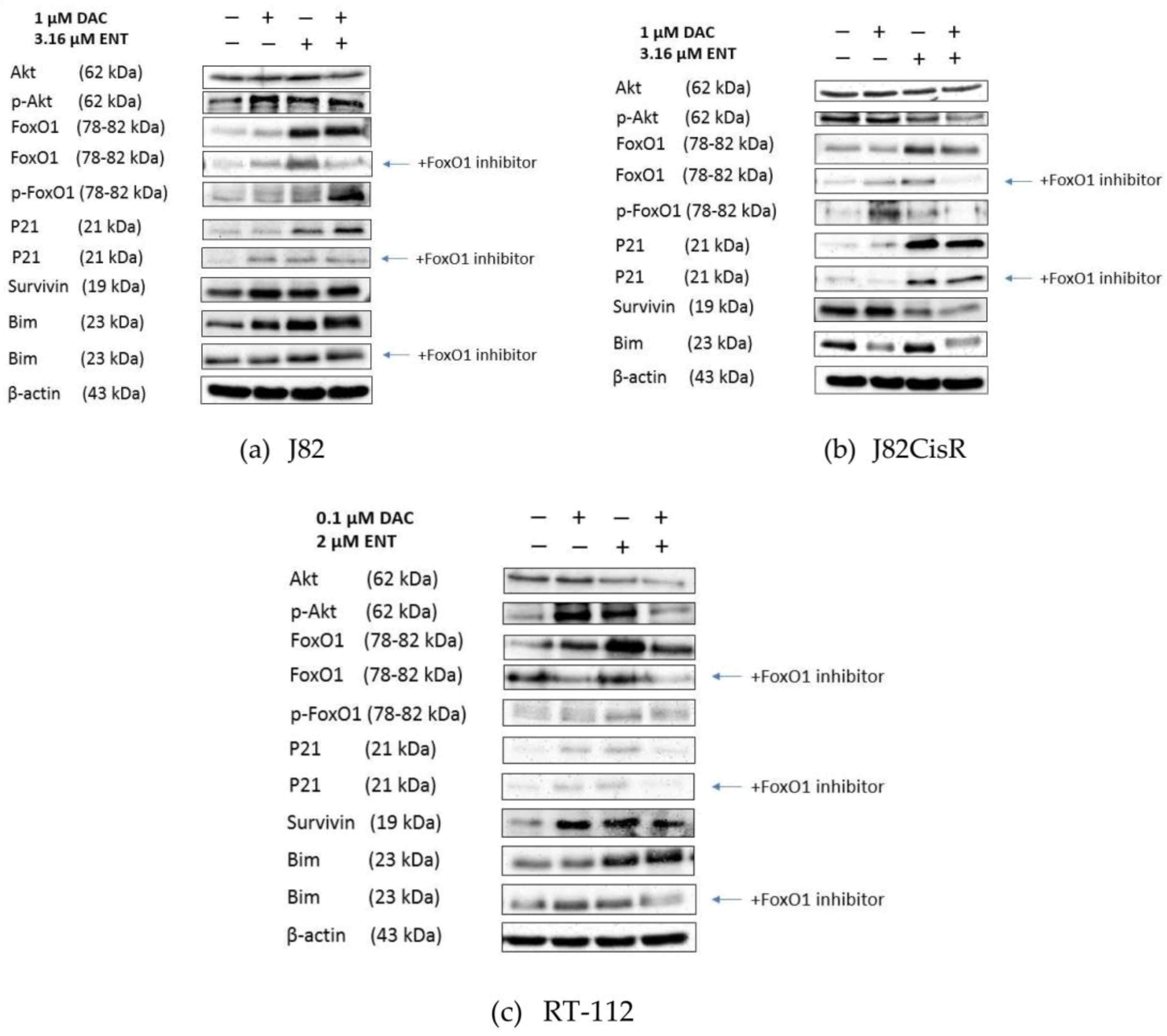 Cancers 12 00337 g006