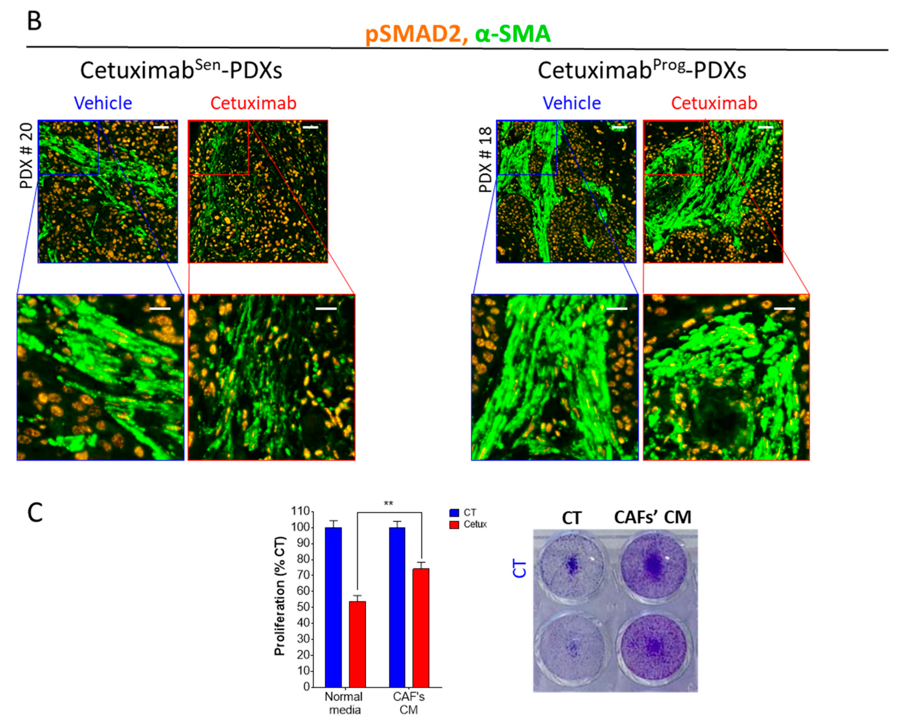 Cancers 12 00339 g003b
