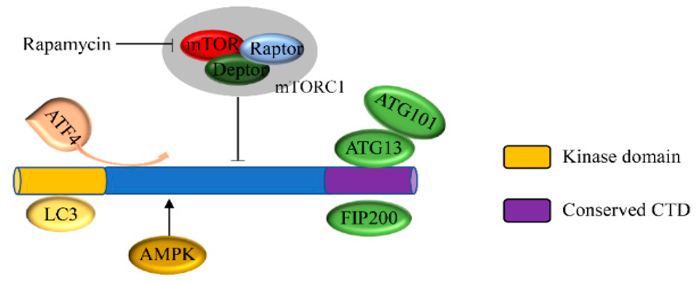 Cancers 12 00352 g001