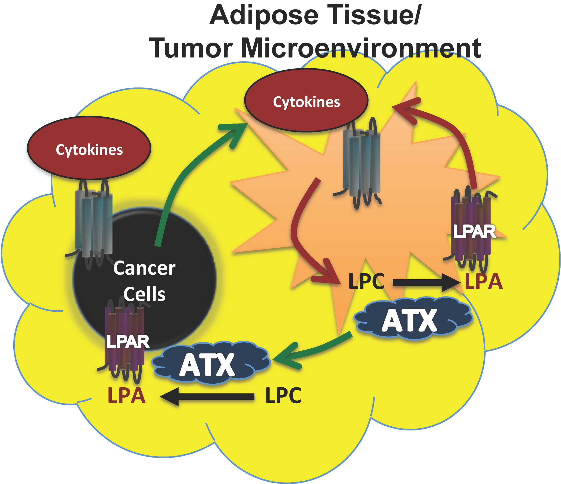 Cancers 12 00374 g003